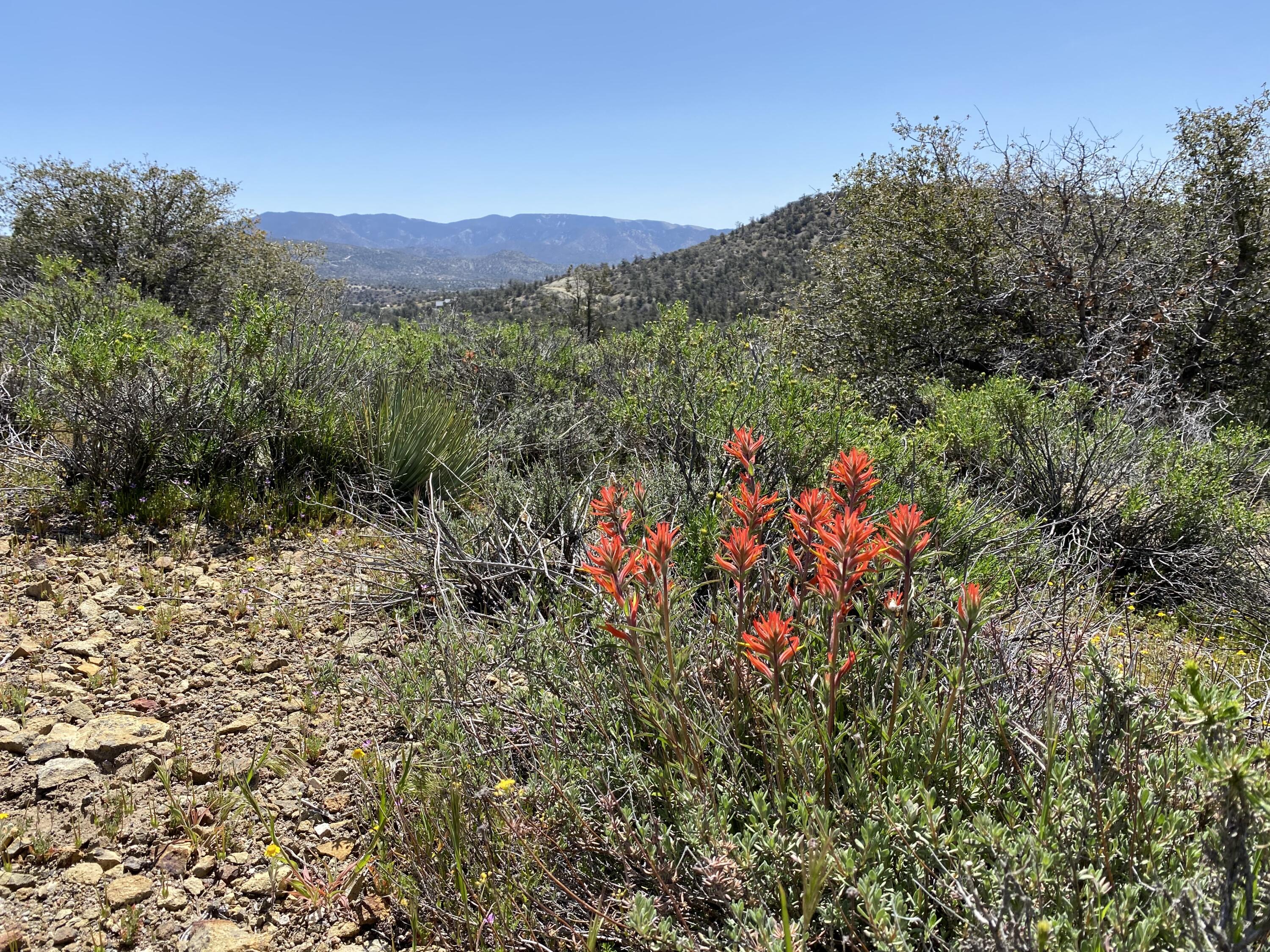 Mountain Drive Tehachapi, CA 93561 - Photo 11 of 57 a view of a lush green field with a tree in the background