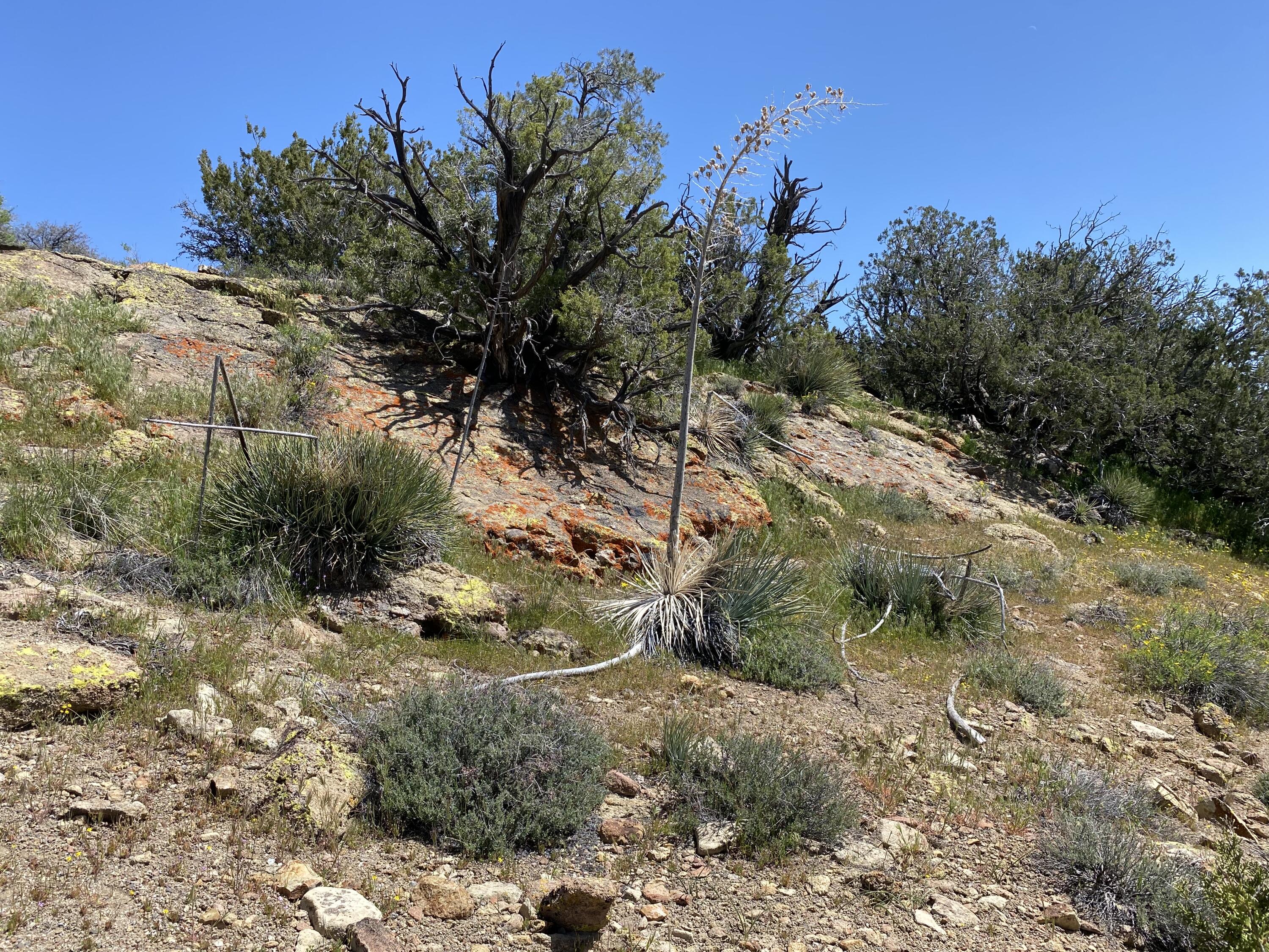 Mountain Drive Tehachapi, CA 93561 - Photo 18 of 57 a view of a yard with large trees