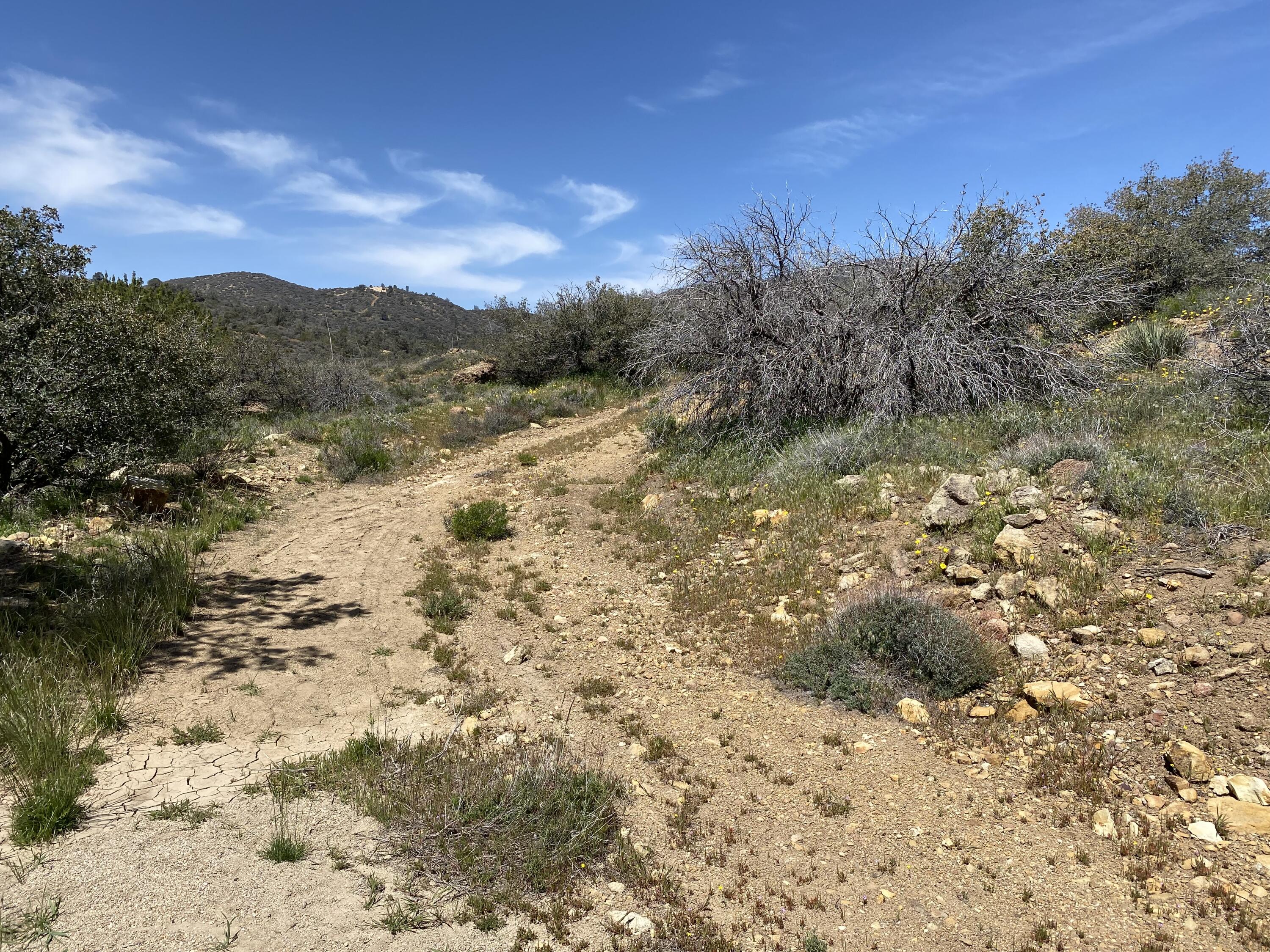 Mountain Drive Tehachapi, CA 93561 - Photo 24 of 57 a view of a yard with a tree