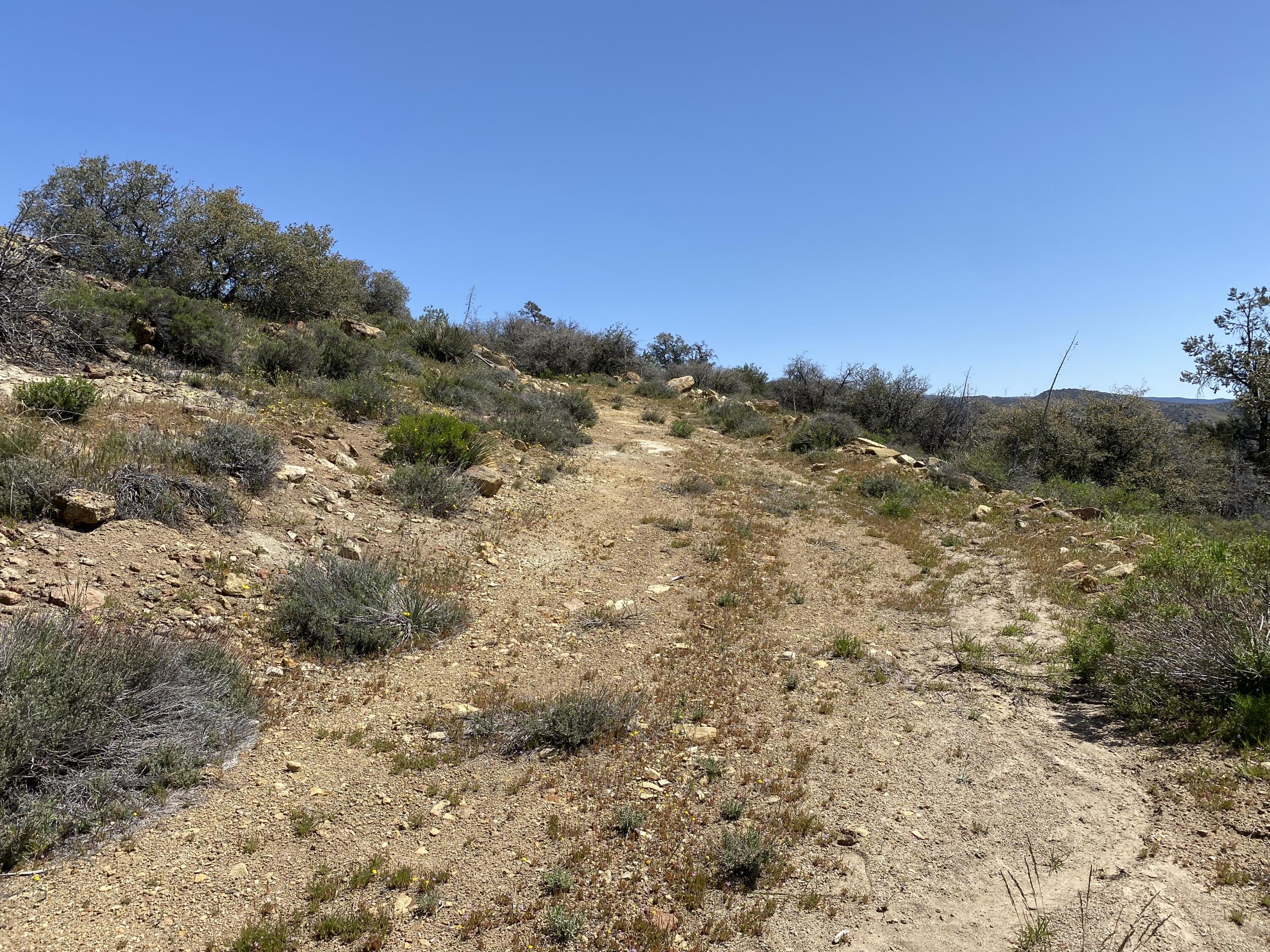 Mountain Drive Tehachapi, CA 93561 - Photo 25 of 57 a view of a dry yard with trees