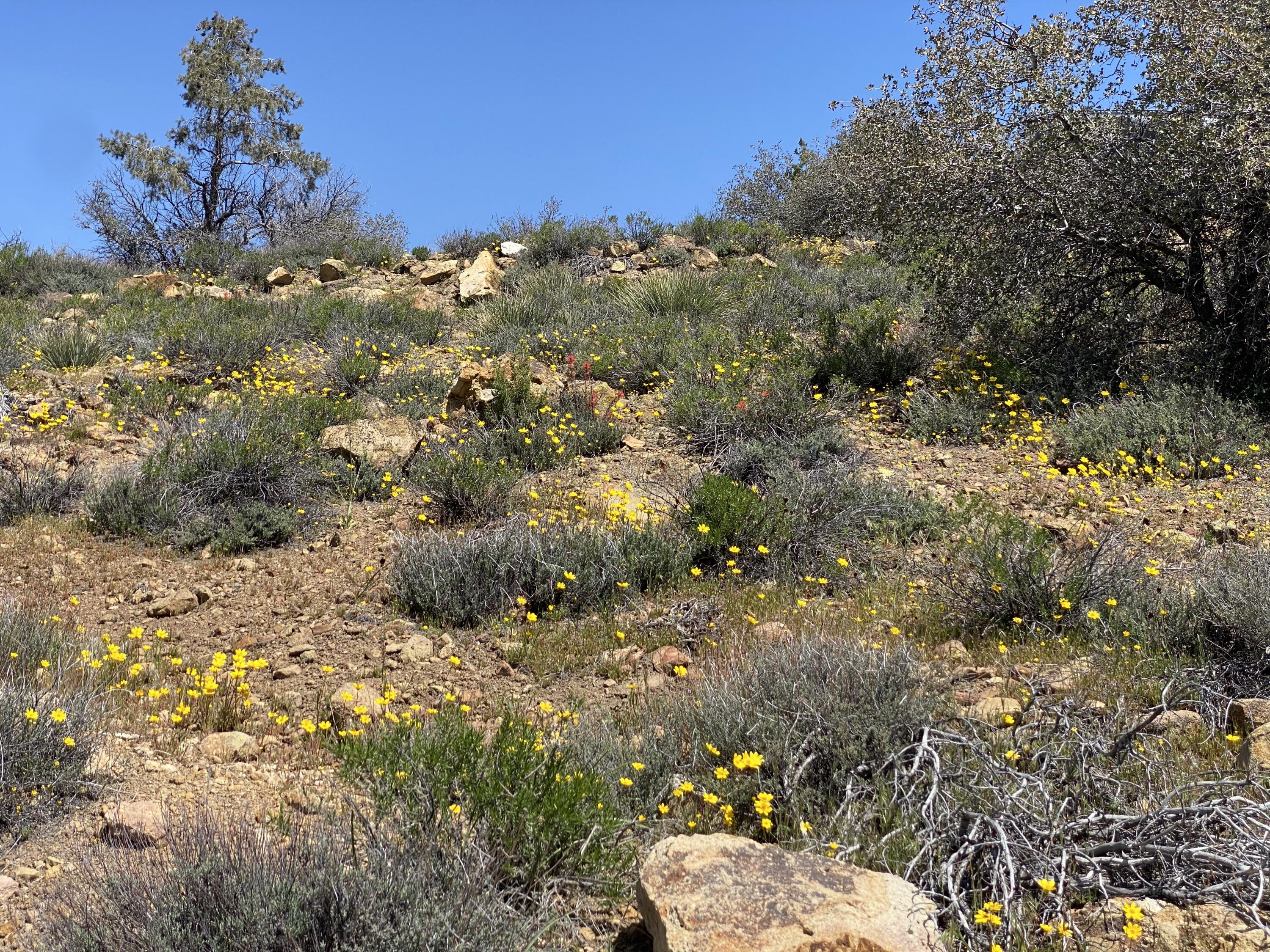 Mountain Drive Tehachapi, CA 93561 - Photo 27 of 57 a view of a backyard of a house