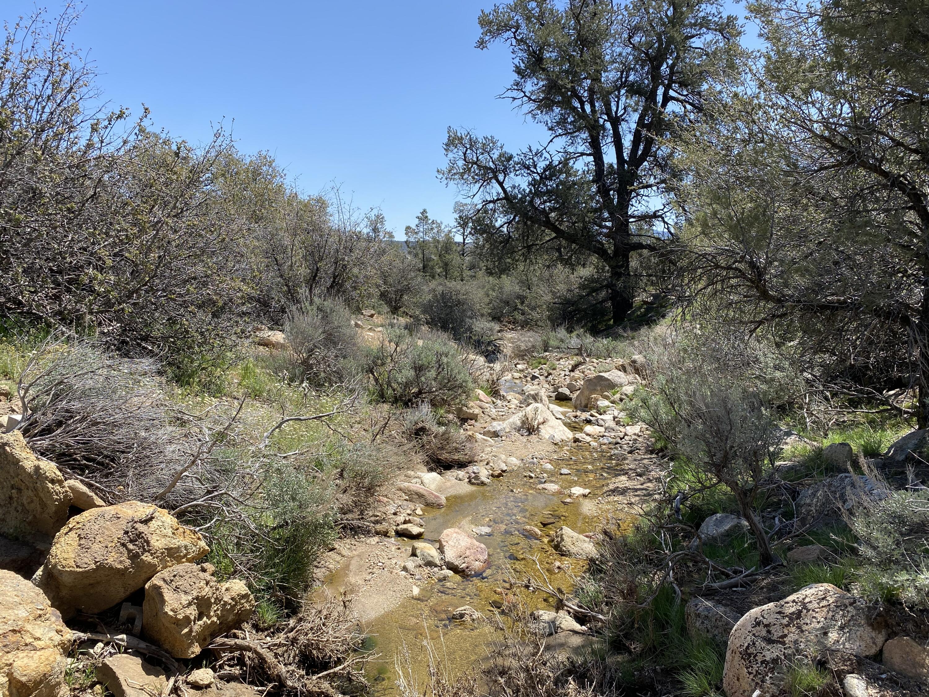 Mountain Drive Tehachapi, CA 93561 - Photo 39 of 57 a view of a forest with a tree in the background