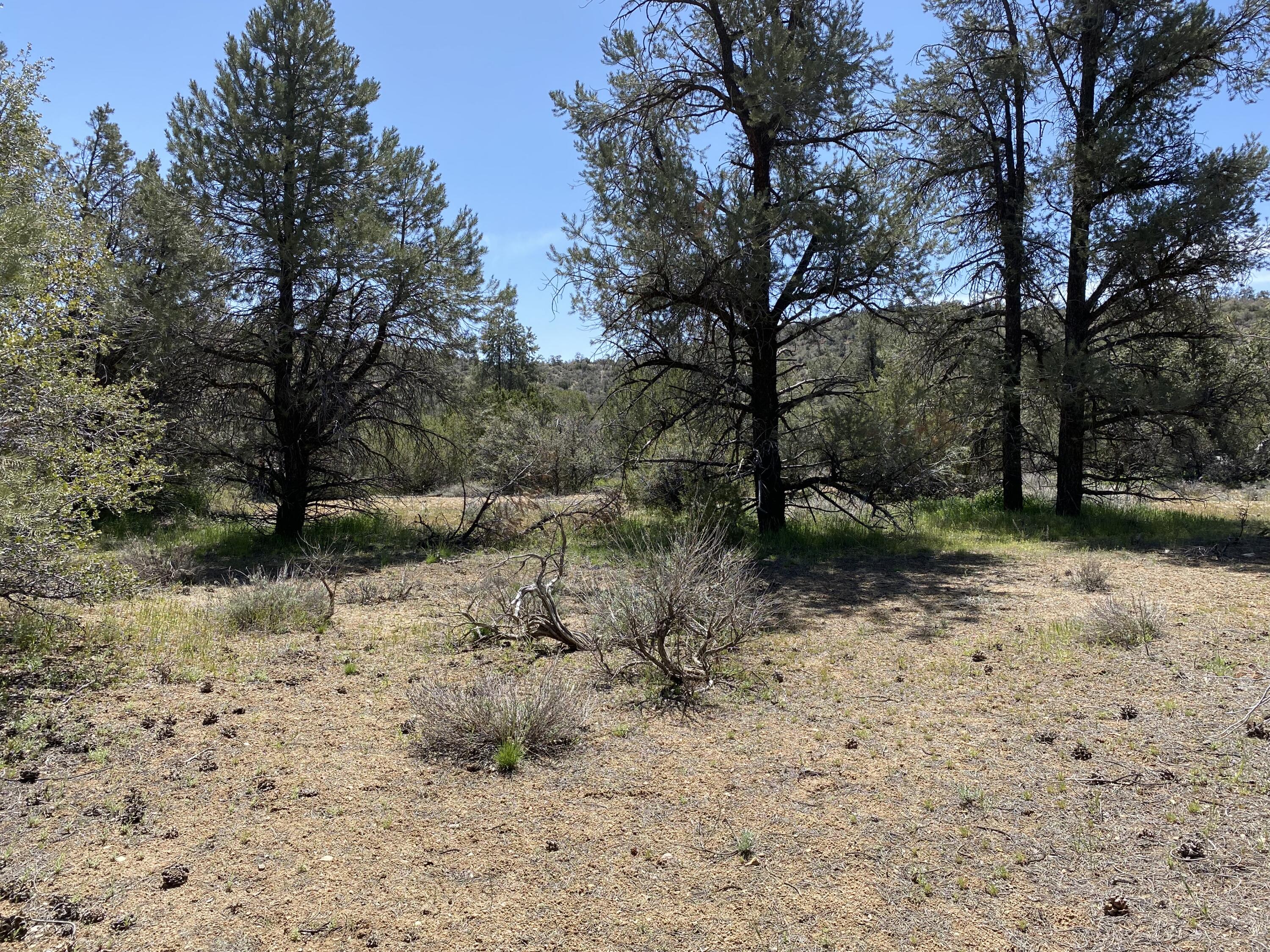 Mountain Drive Tehachapi, CA 93561 - Photo 40 of 57 a view of a yard with a tree