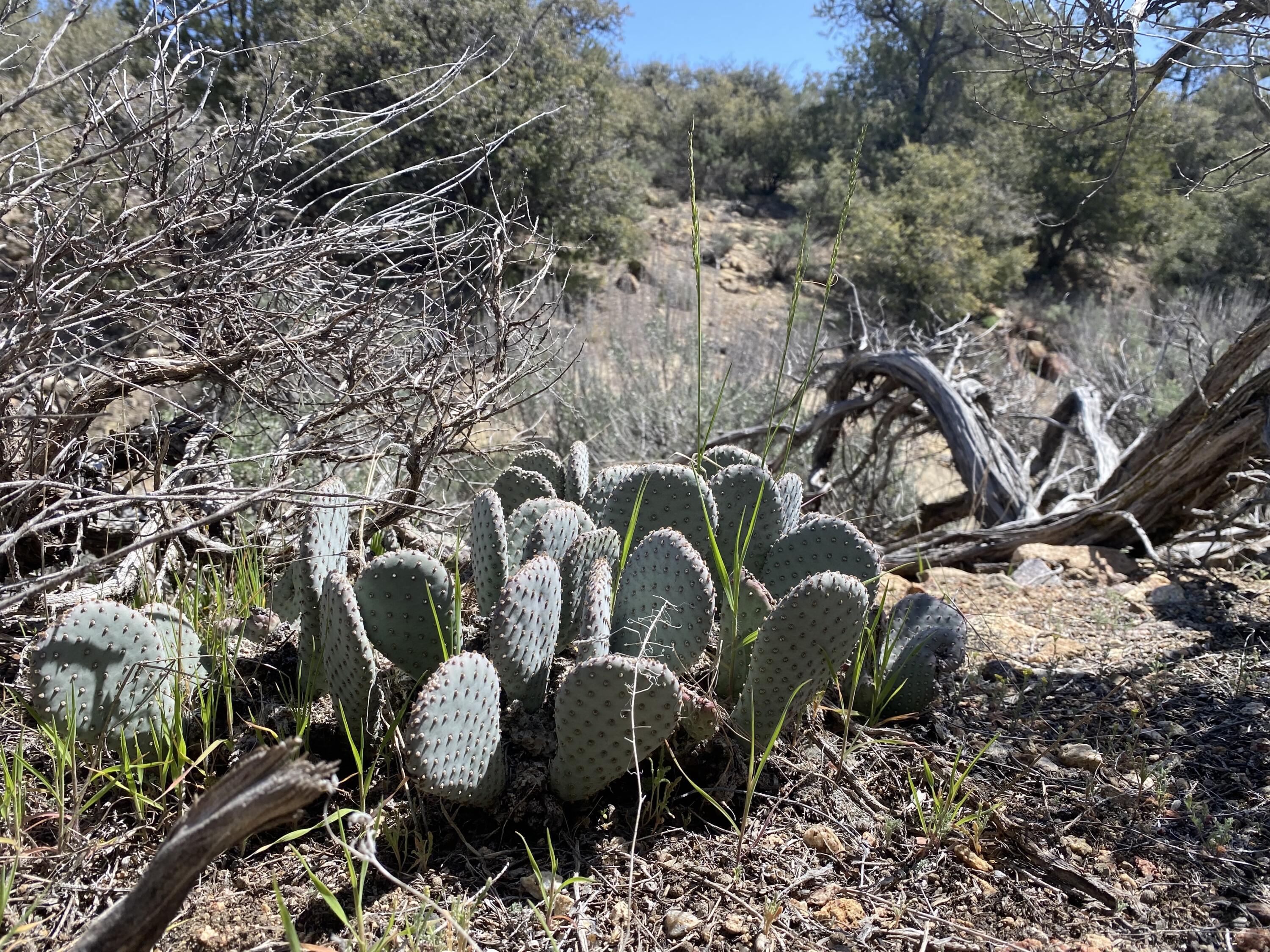 Mountain Drive Tehachapi, CA 93561 - Photo 5 of 57 a view of a backyard of a house with lots of green space