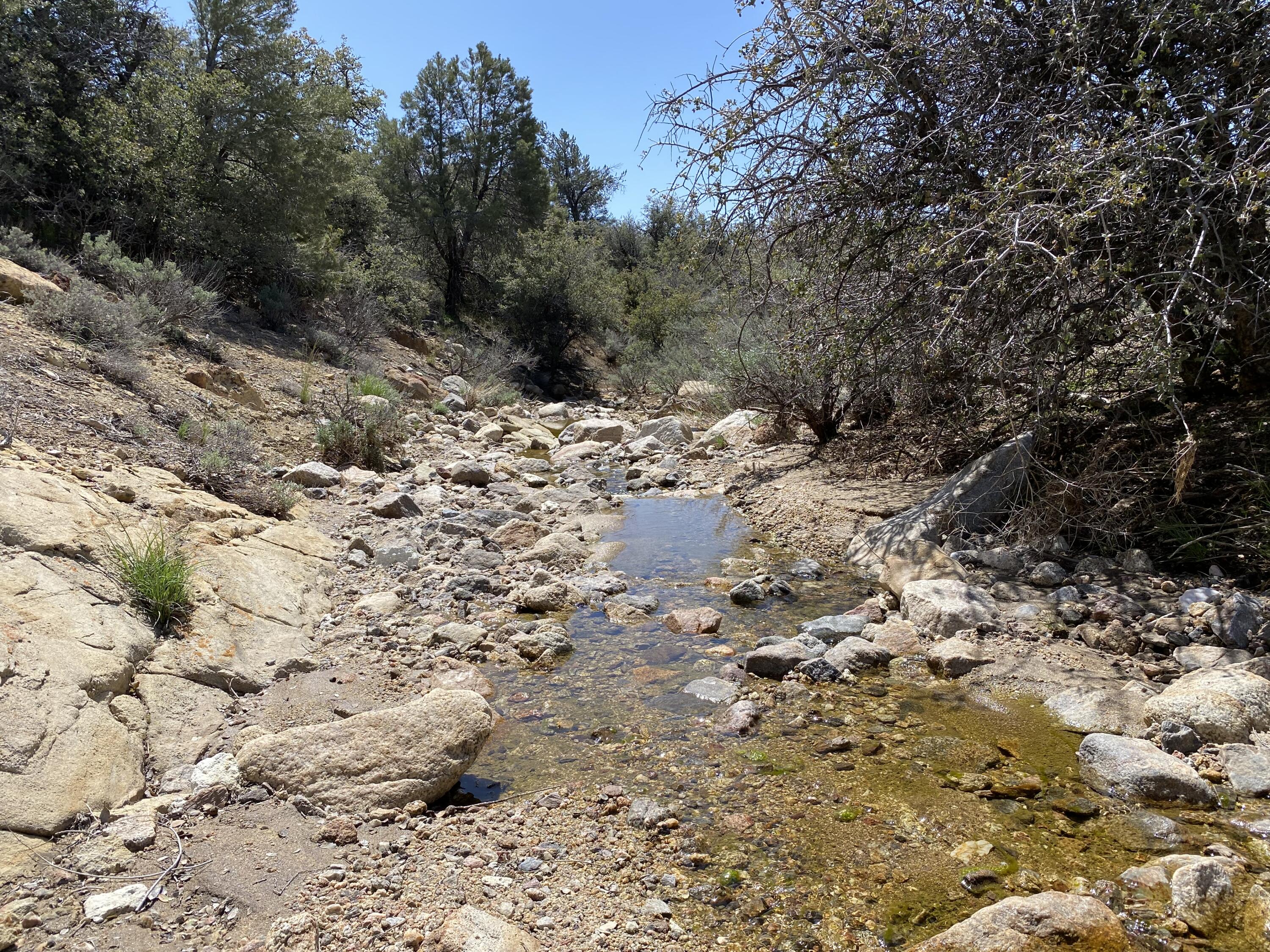 Mountain Drive Tehachapi, CA 93561 - Photo 7 of 57 a view of a dry yard with trees