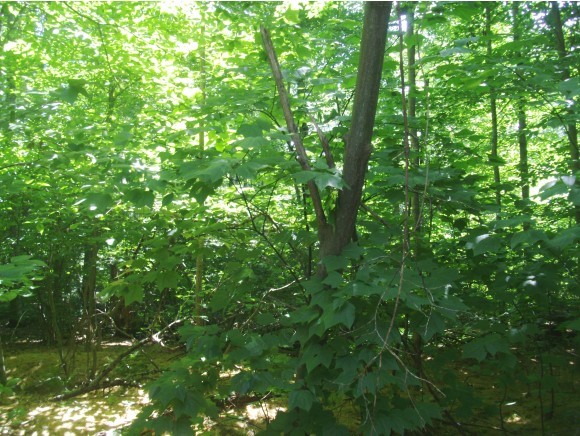 4003 East Washington Road Washington, NH 03280 - Photo 1 of 1 Gallery Image 1