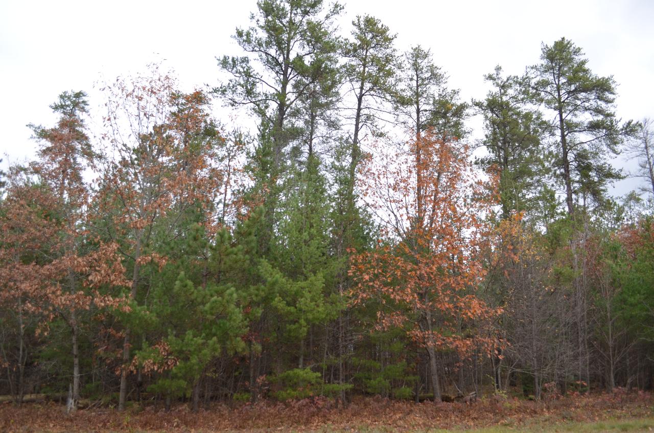 12 Ralph Lane Tomahawk, WI 54487 - Photo 1 of 7 Gallery Image 1
