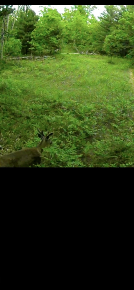 6659 Usfs Road Irons, MI 49644 - Photo 5 of 24