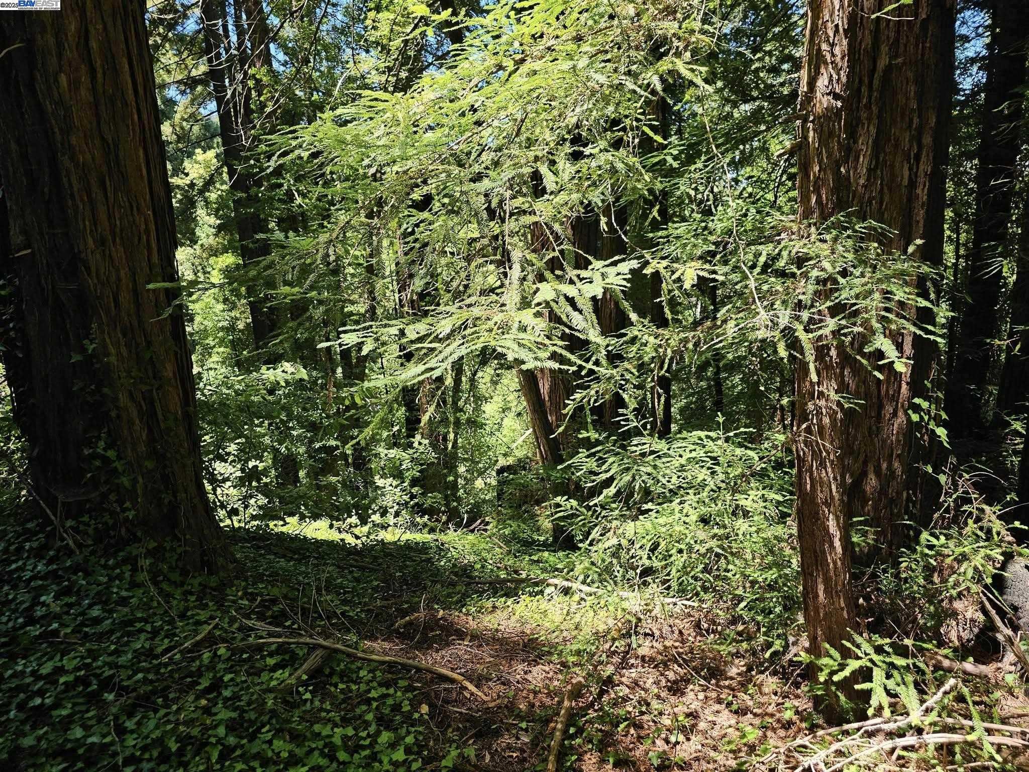 Lot27 Old La Honda Road Woodside, CA 94062 - Photo 3 of 6 a view of a garden