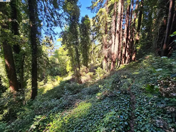 a view of a tree in a yard