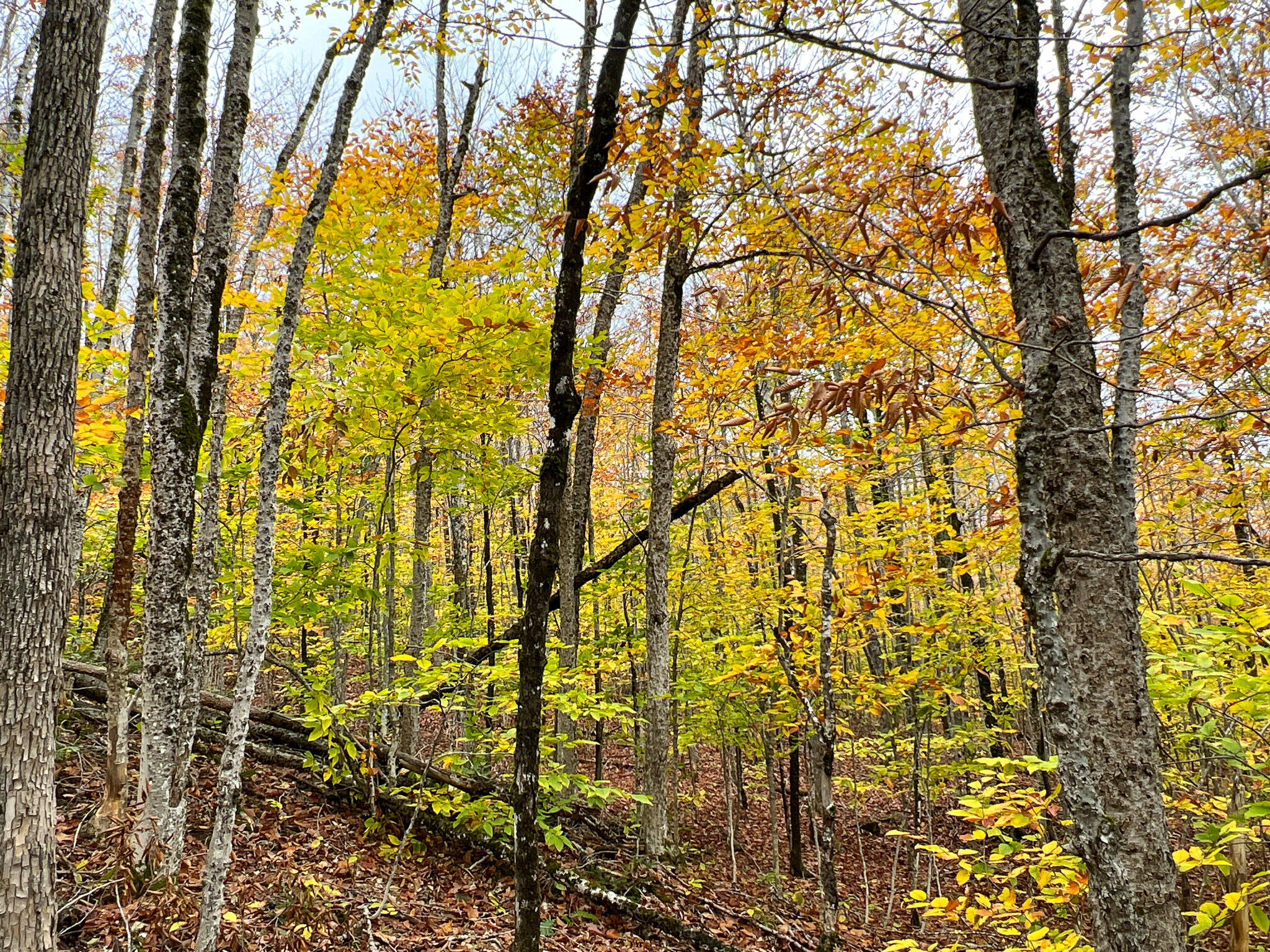 Lot 4 Nelson Road Oakfield, ME 04763 - Photo 19 of 19 Photo Oct 16 2023, 1 58 11 PM
