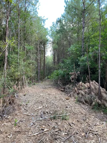 a view of a forest with trees