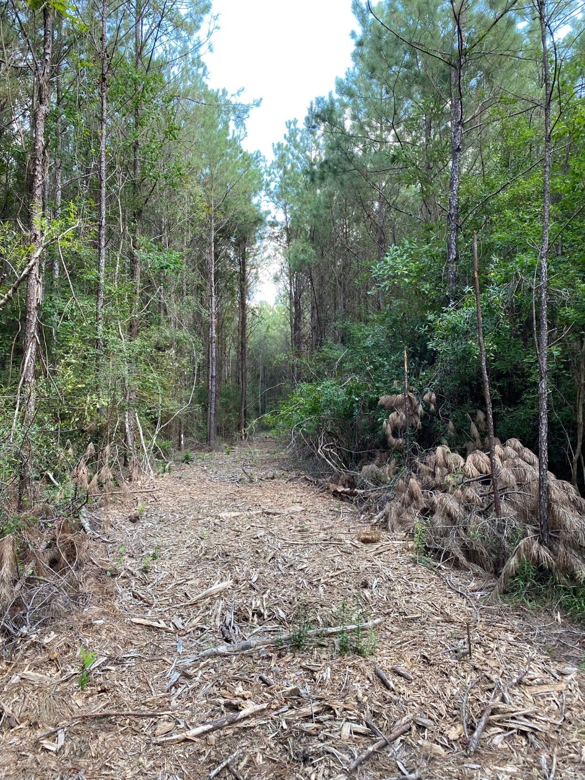 19853 Ghost Road Saratoga, TX 77585 - Photo 4 of 8 a view of a forest filled with trees