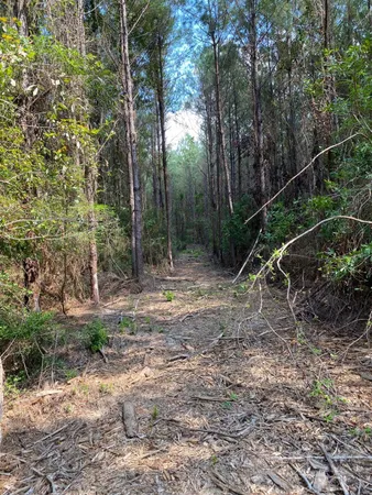 a view of a yard