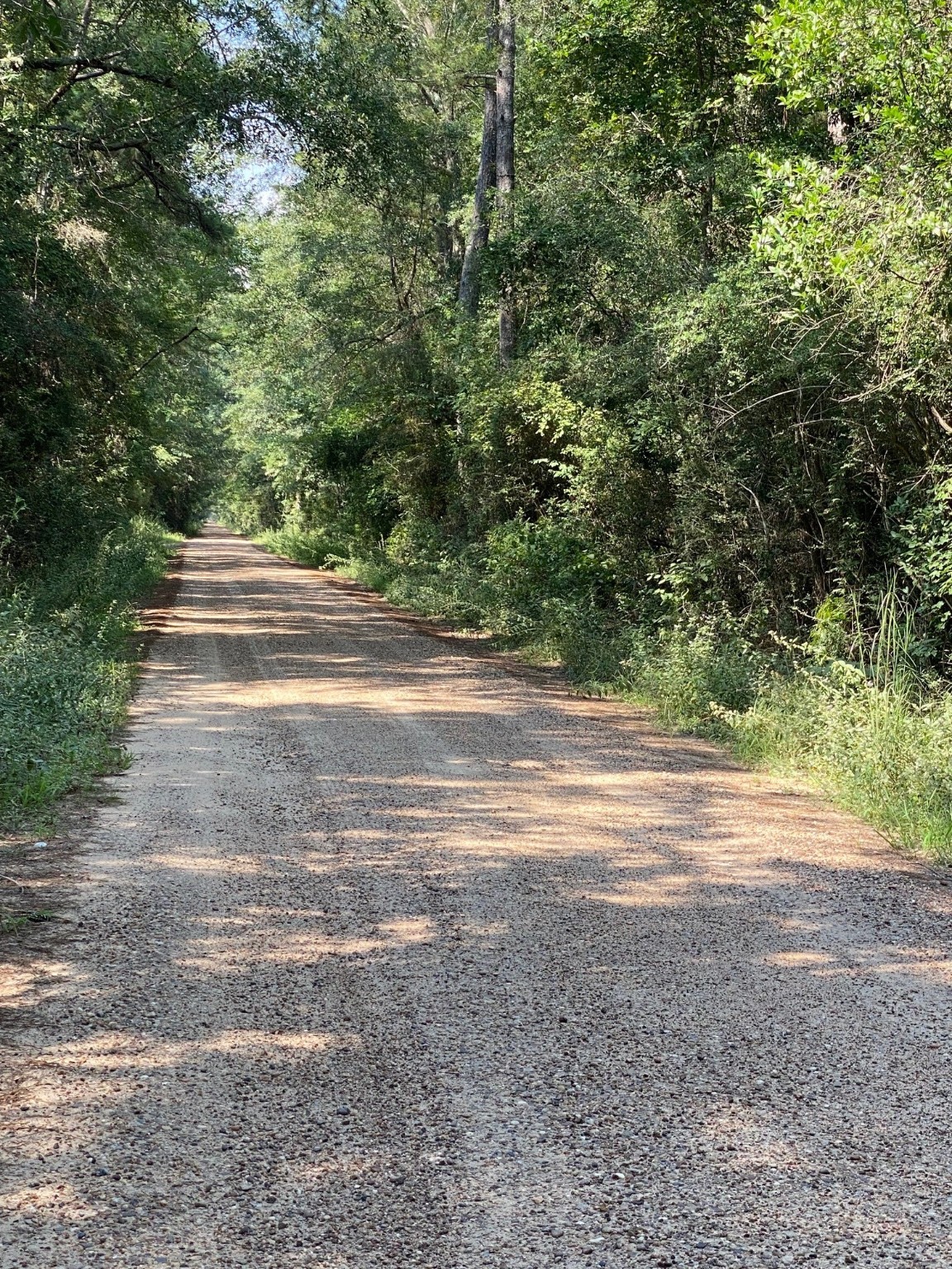 19853 Ghost Road Saratoga, TX 77585 - Photo 7 of 8 a view of a yard