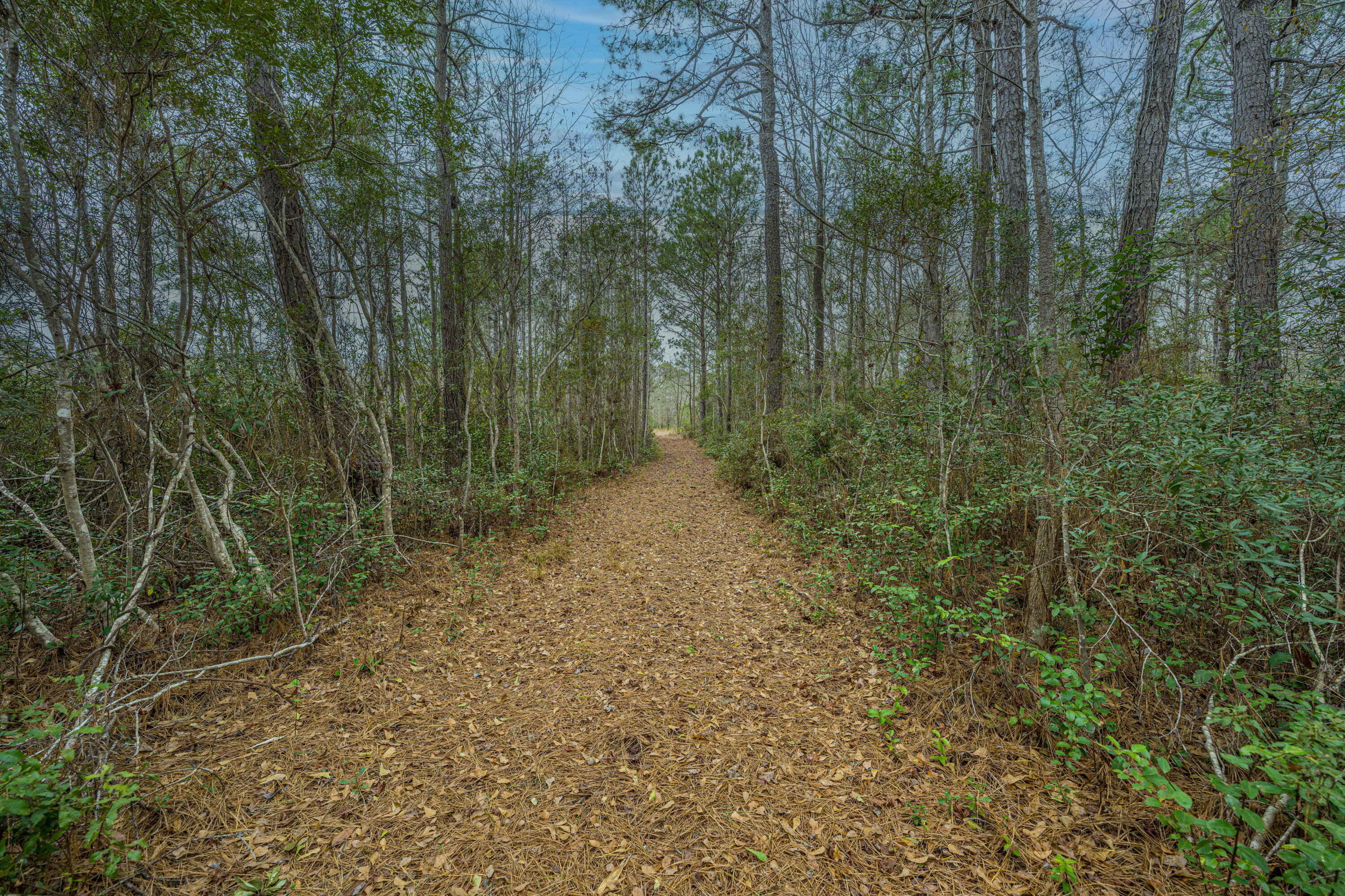 5553 Elliott Estates Road Hollywood, SC 29449 - Photo 11 of 18 5553ElliottEstatesRd006