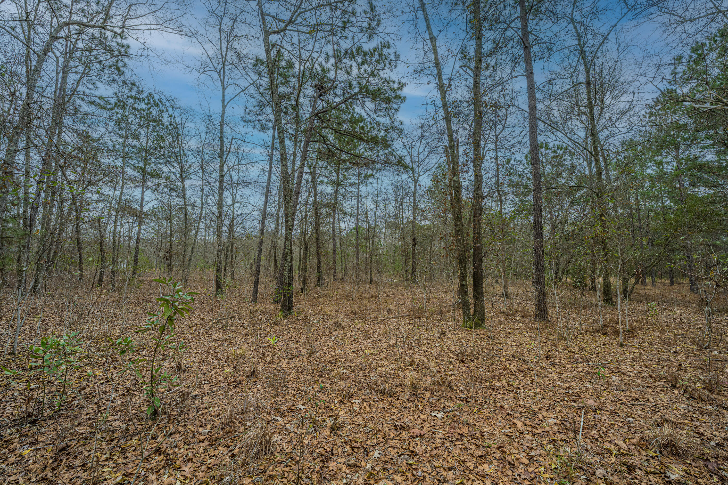 5553 Elliott Estates Road Hollywood, SC 29449 - Photo 12 of 18 5553ElliottEstatesRd021