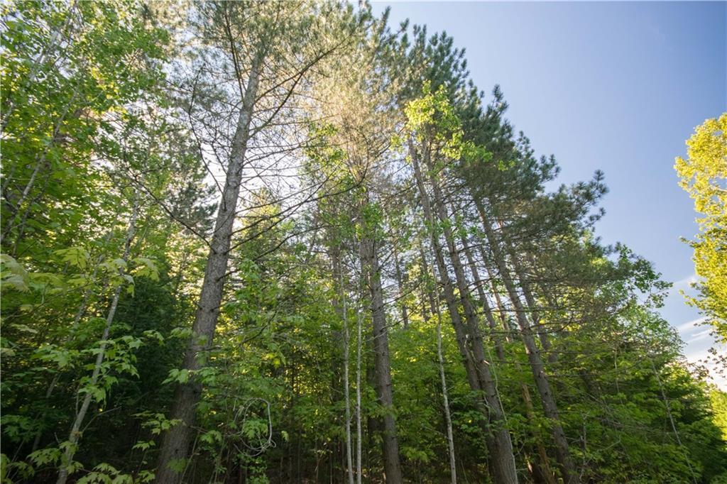 On Jalbert Road Fort Kent, ME 04743 - Photo 12 of 26 Timber