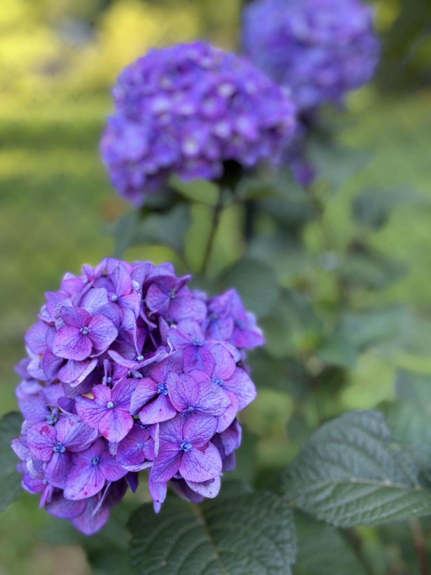 72 Pride Street Westbrook, ME 04092 - Photo 45 of 45 72 Pride Hydrangea
