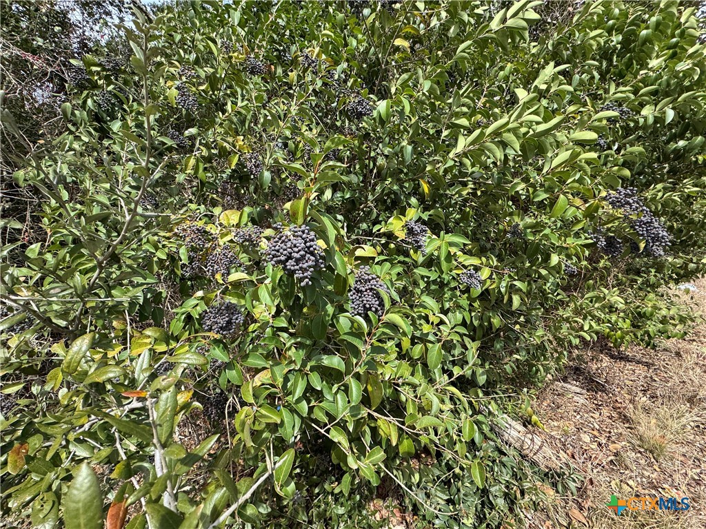 Tbd Arrowhead Point Road Belton, TX 76513 - Photo 4 of 13 a view of a tree