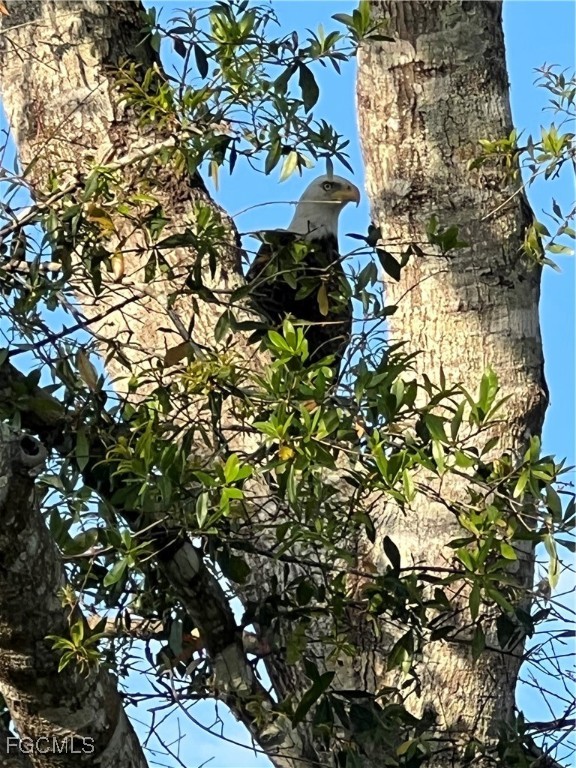 15841 Rasmussen Road Punta Gorda, FL 33982 - Photo 25 of 25 a picture of tree