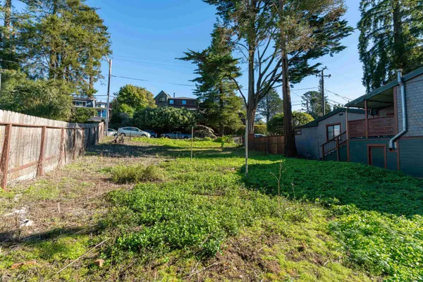 a view of a backyard with plants and a large tree