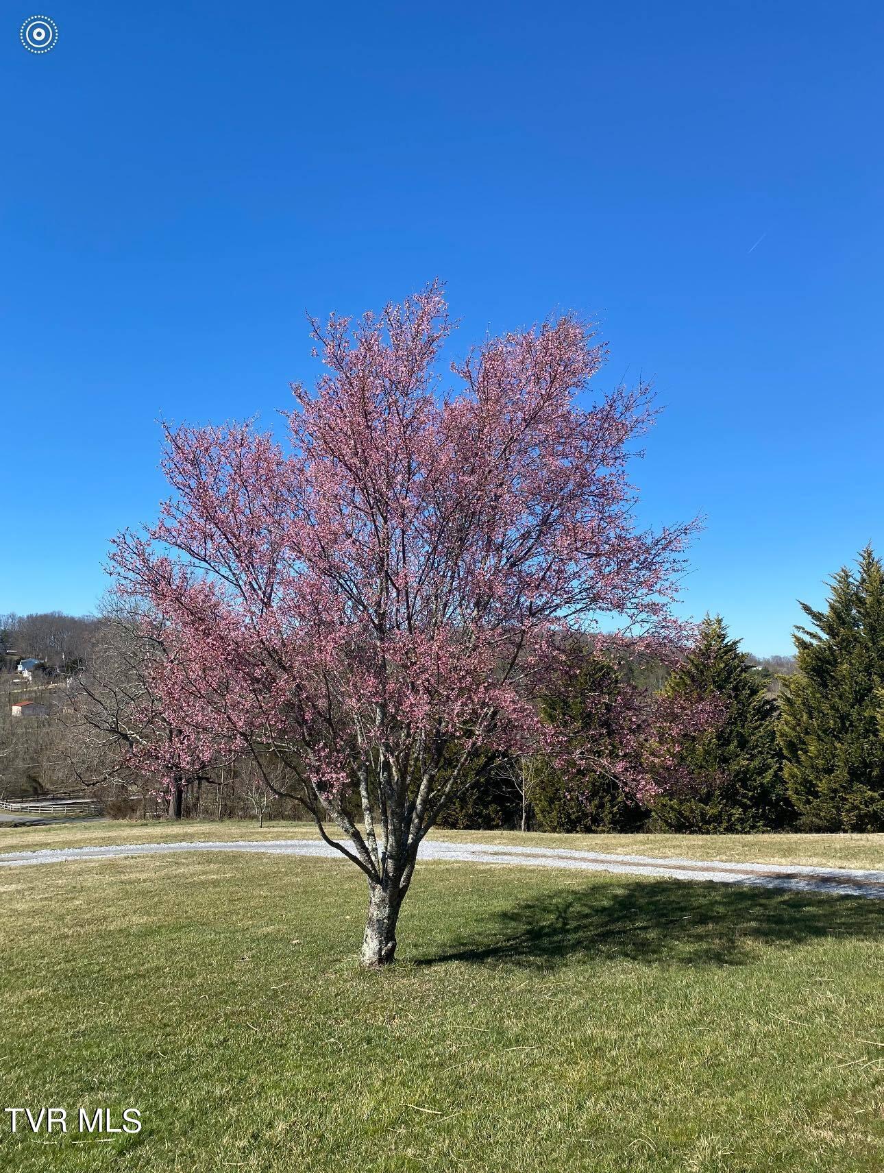 219 County Farm Road Jonesborough, TN 37659 - Photo 50 of 81 Tree in front yard