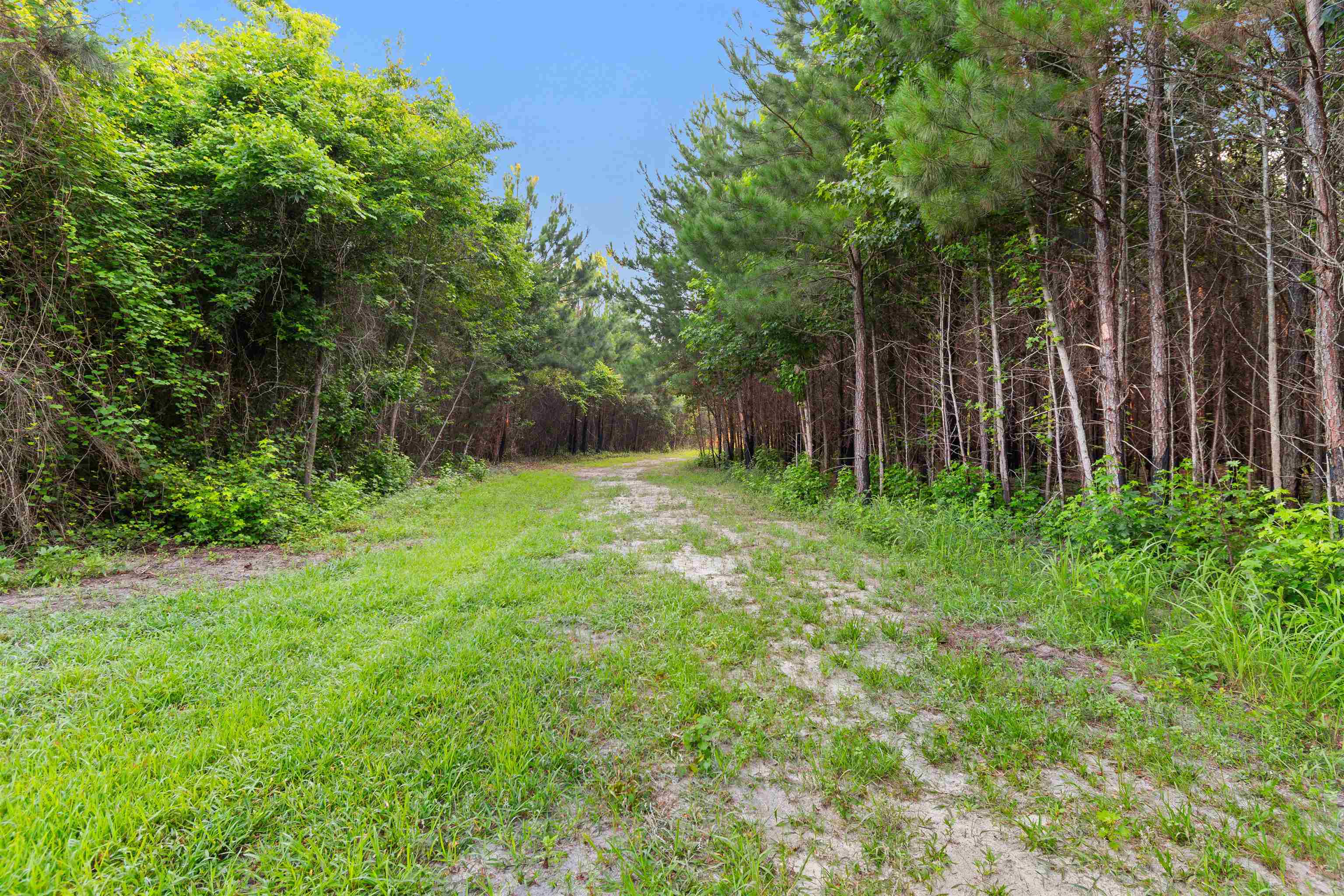 77-acres - Tbd Bert Hanna Road Hemingway, SC 29554 - Photo 16 of 28