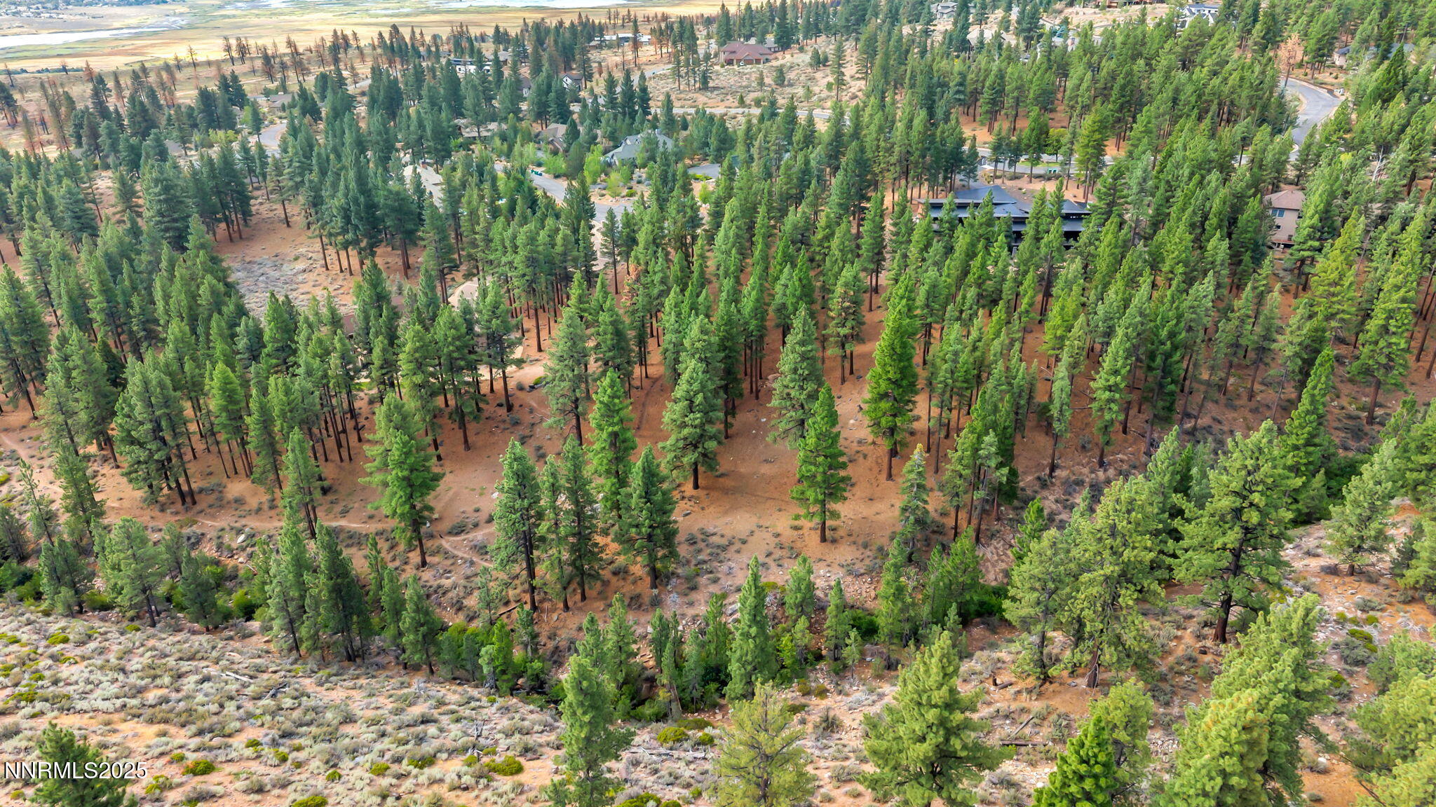 205 Timbercreek Court Reno, NV 89511 - Photo 4 of 13 a close up of a plant in a garden
