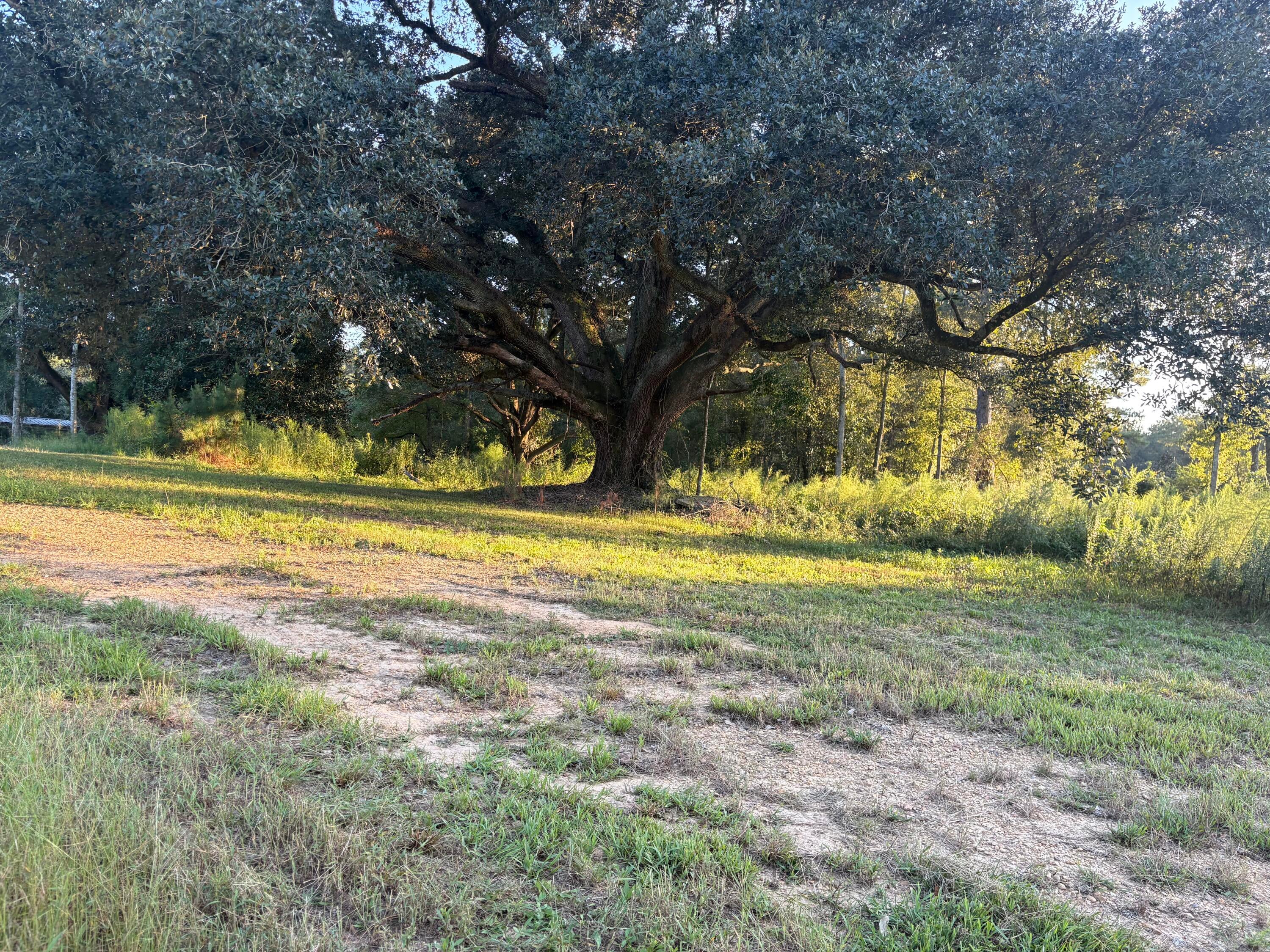 0 Sawmill Road Sandy Hook, MS 39478 - Photo 10 of 17 Gallery Image 10