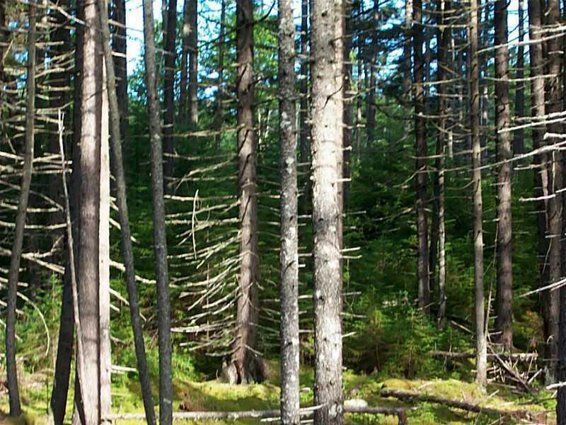 0 Bemis Road Oquossoc, ME 04964 - Photo 12 of 12 Land.