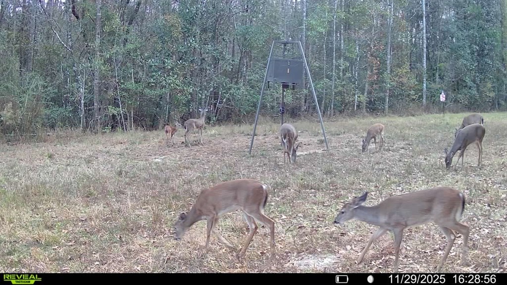 2500 Dean Church Road Ozark, AL 36360 - Photo 15 of 16