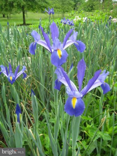 20163 Unison Road Round Hill, VA 20141 - Photo 5 of 20 a view of a flower in a garden