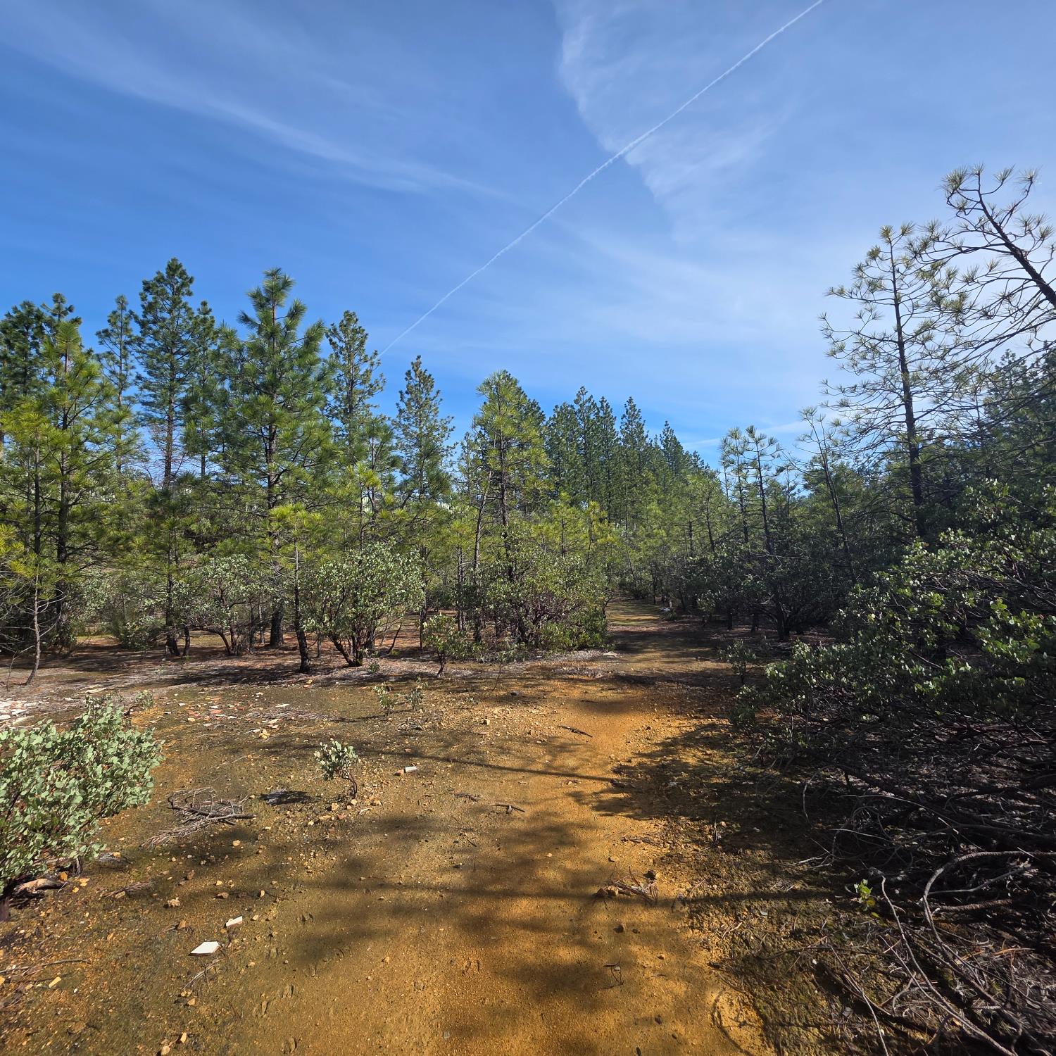 6721 Eaton Road Georgetown, CA 95634 - Photo 11 of 14 a view of a yard with a tree