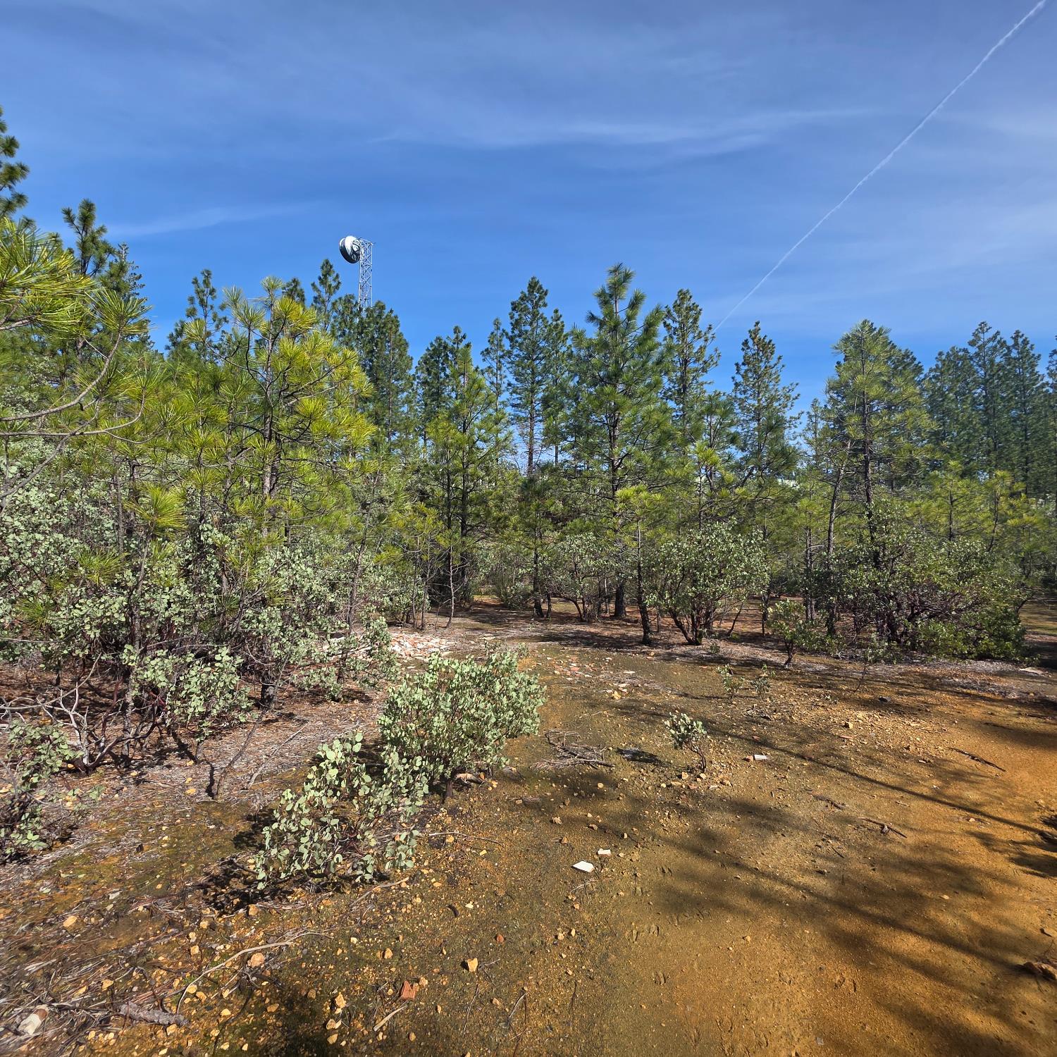 6721 Eaton Road Georgetown, CA 95634 - Photo 12 of 14 a view of a yard with a tree