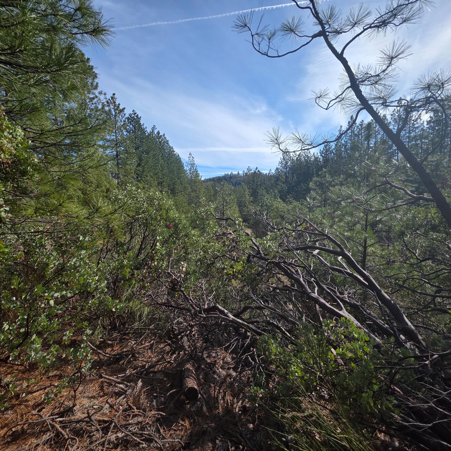 6721 Eaton Road Georgetown, CA 95634 - Photo 13 of 14 a view of a yard in a forest