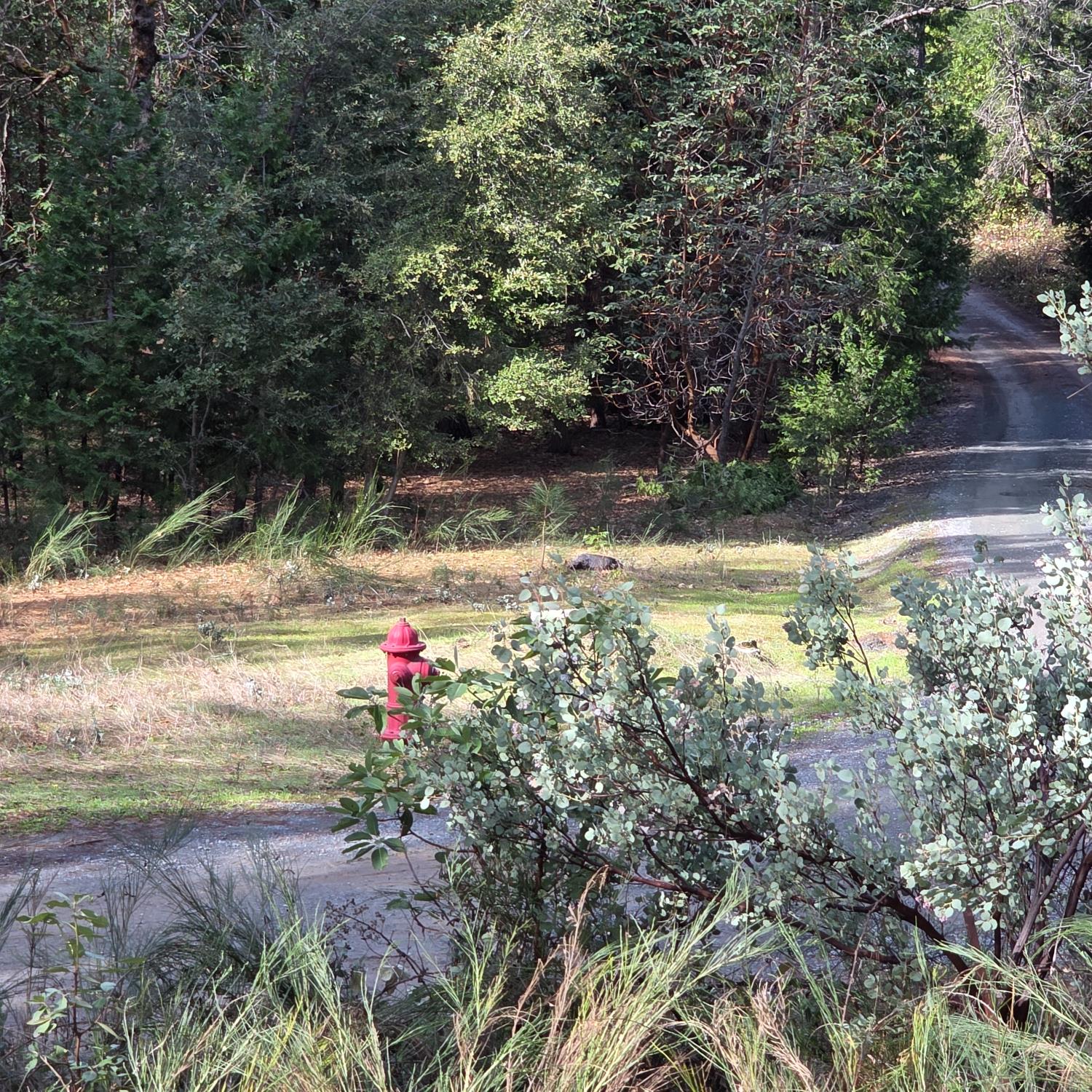 6721 Eaton Road Georgetown, CA 95634 - Photo 14 of 14 a view of a yard with a tree