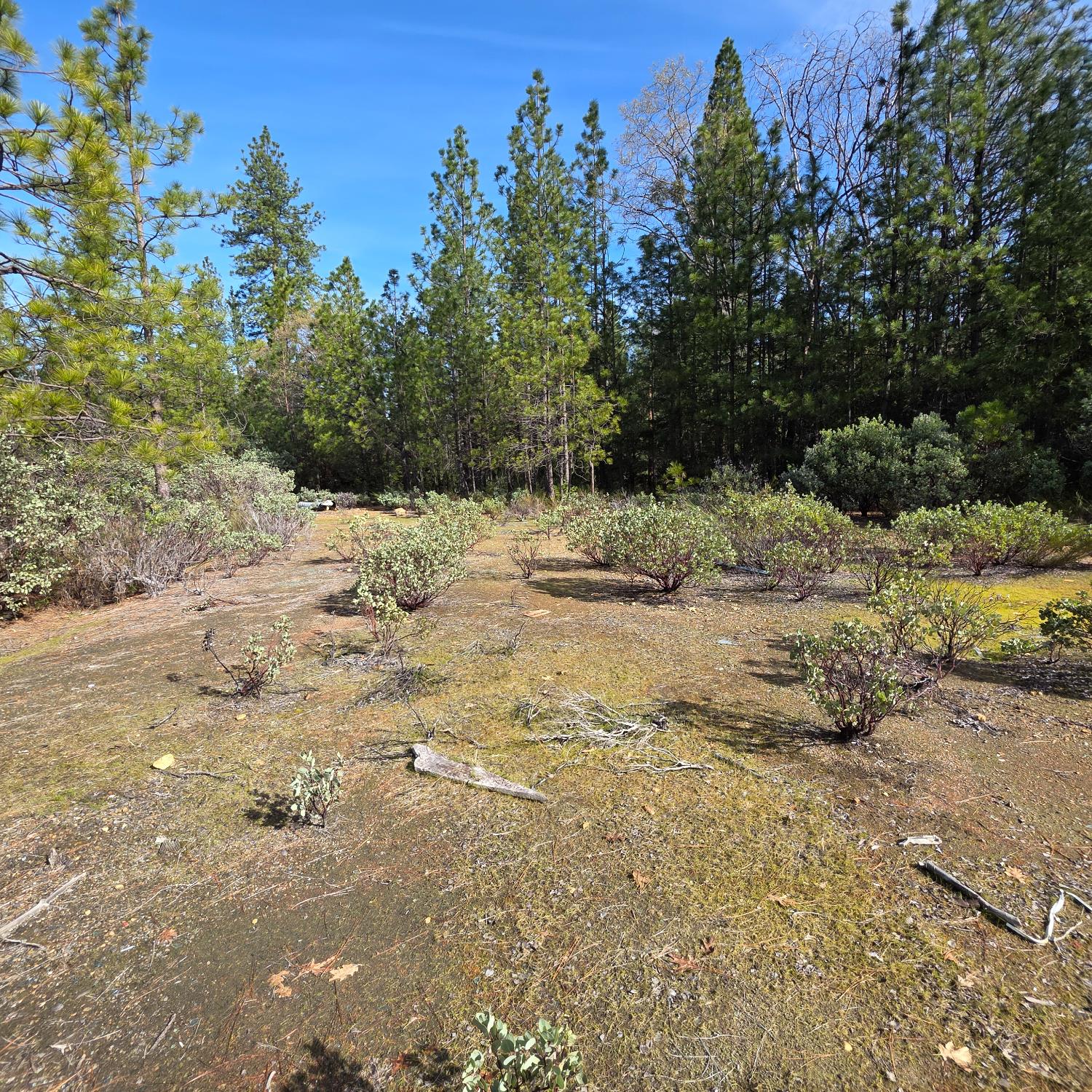 6721 Eaton Road Georgetown, CA 95634 - Photo 3 of 14 a view of a dry yard with trees