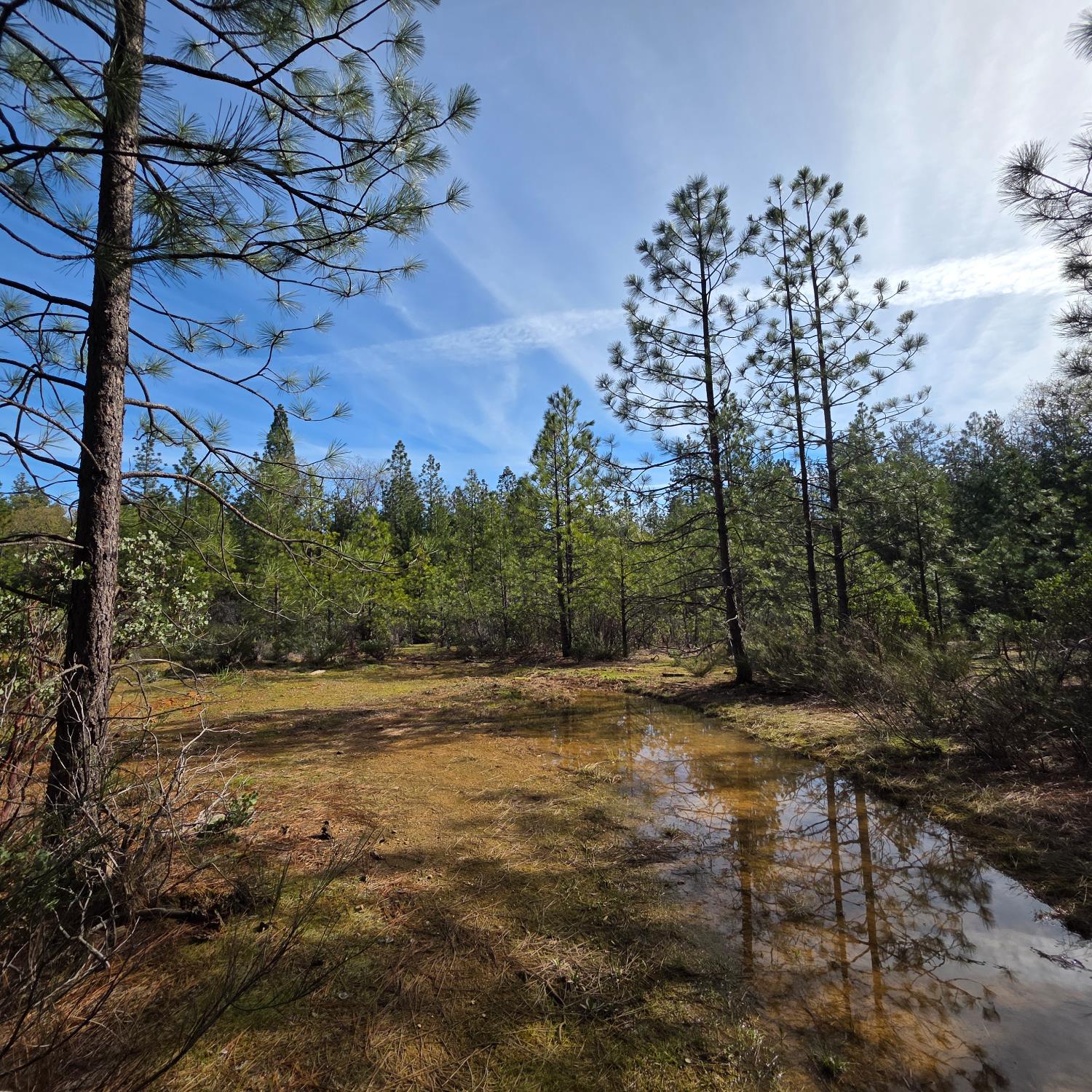 6721 Eaton Road Georgetown, CA 95634 - Photo 5 of 14 a view of a field with trees in the background