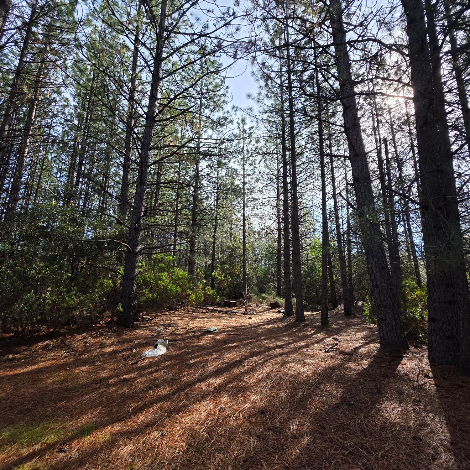 6721 Eaton Road Georgetown, CA 95634 - Photo 7 of 14 a view of outdoor space with trees