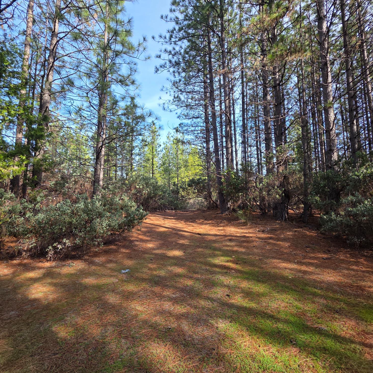 6721 Eaton Road Georgetown, CA 95634 - Photo 8 of 14 a view of a yard with plants and trees