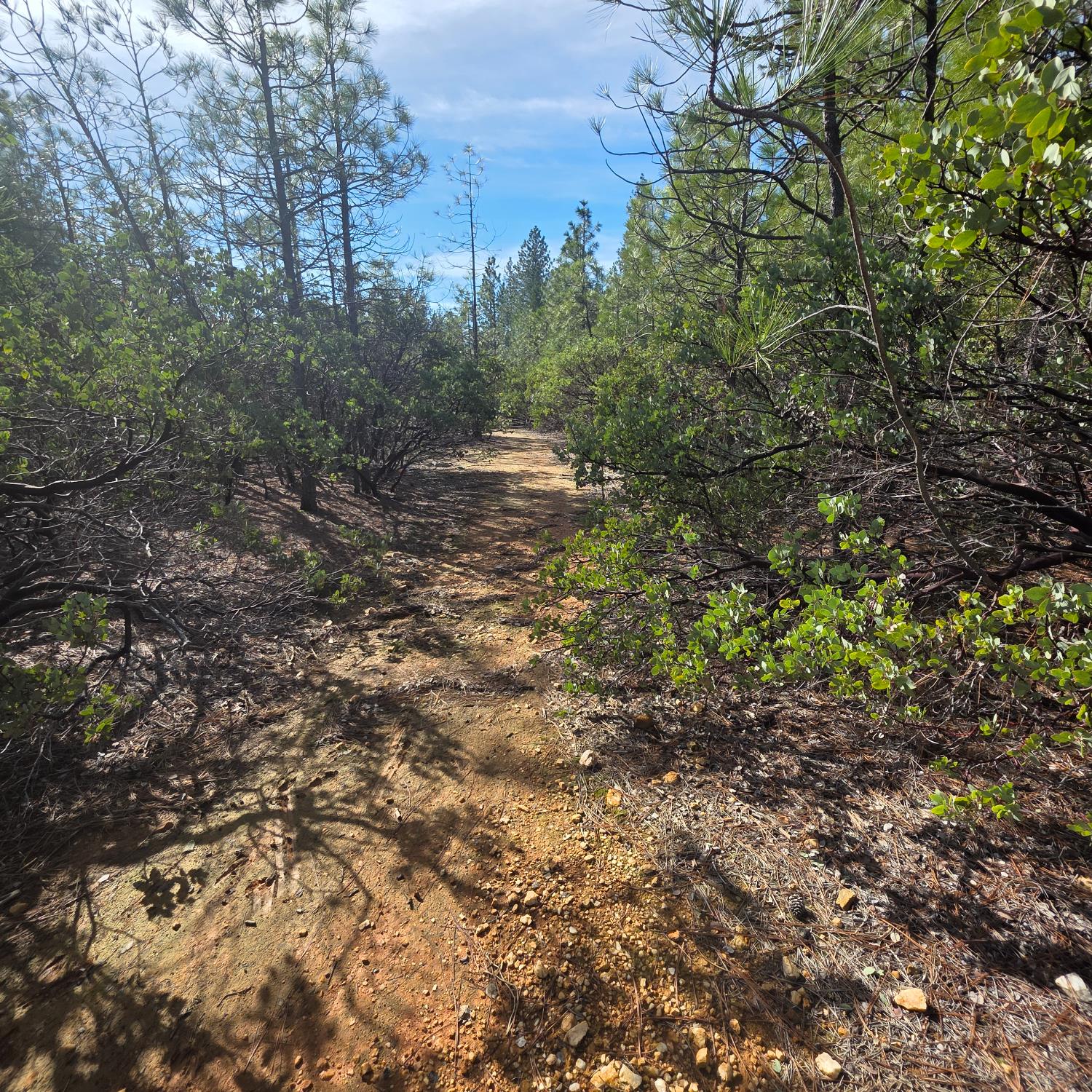 6721 Eaton Road Georgetown, CA 95634 - Photo 10 of 14 a view of a forest with trees in the background