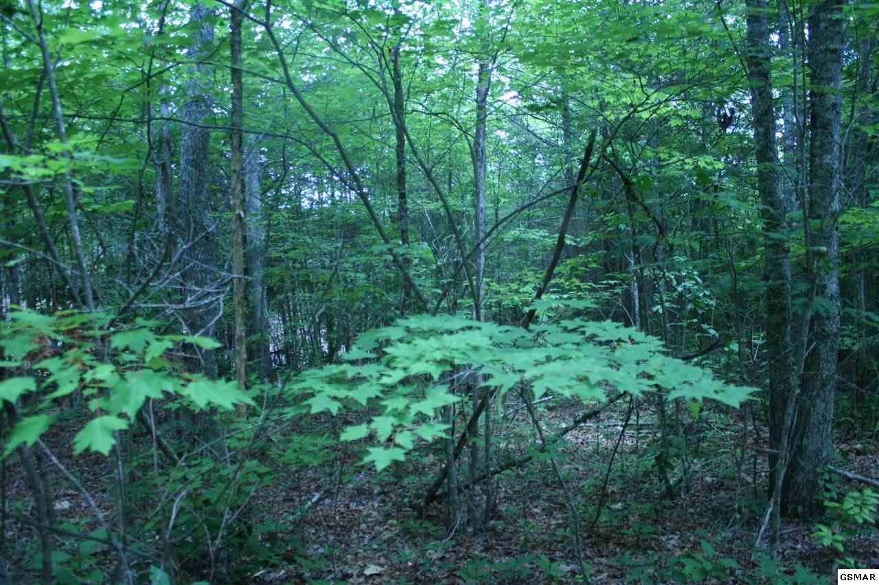 0 Bogard Crk Road Cosby, TN 37722 - Photo 24 of 30 Gallery Image 24