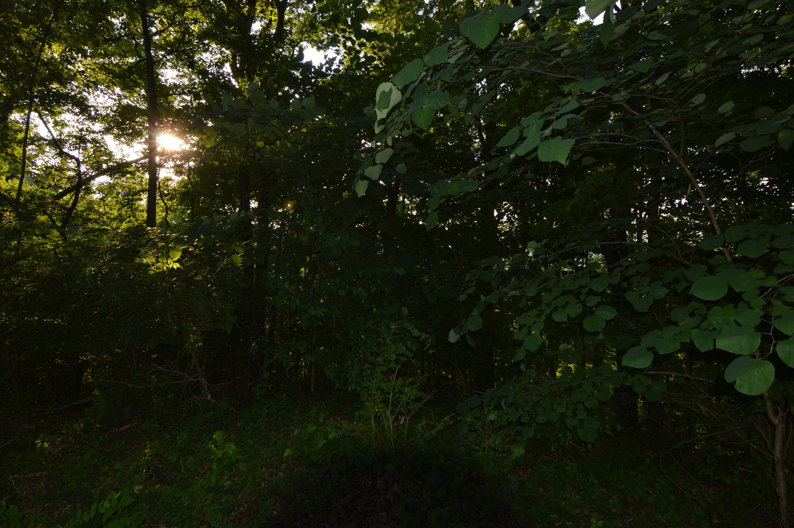 105 Lakeview Church Road Harriman, TN 37748 - Photo 15 of 30 DSC_0616