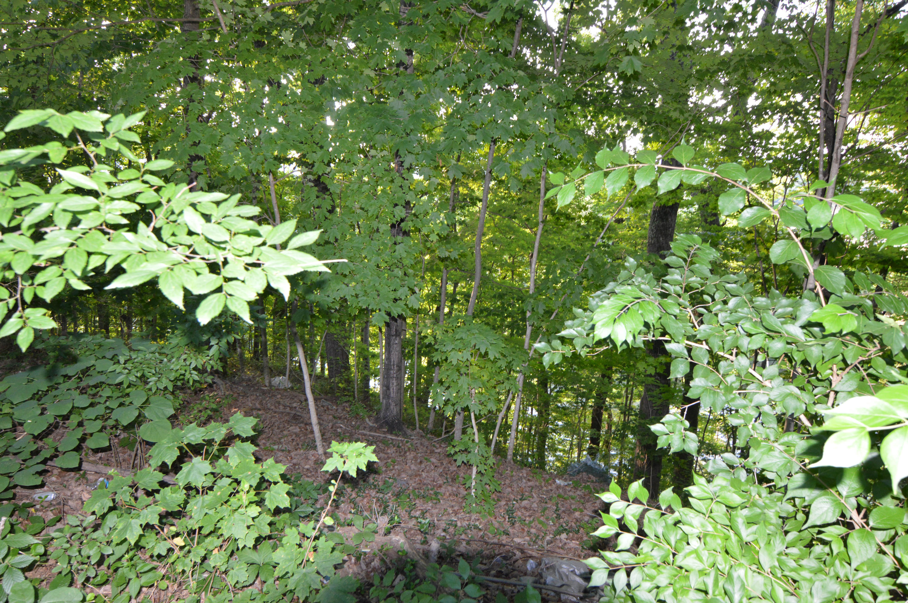 105 Lakeview Church Road Harriman, TN 37748 - Photo 16 of 30 DSC_0617