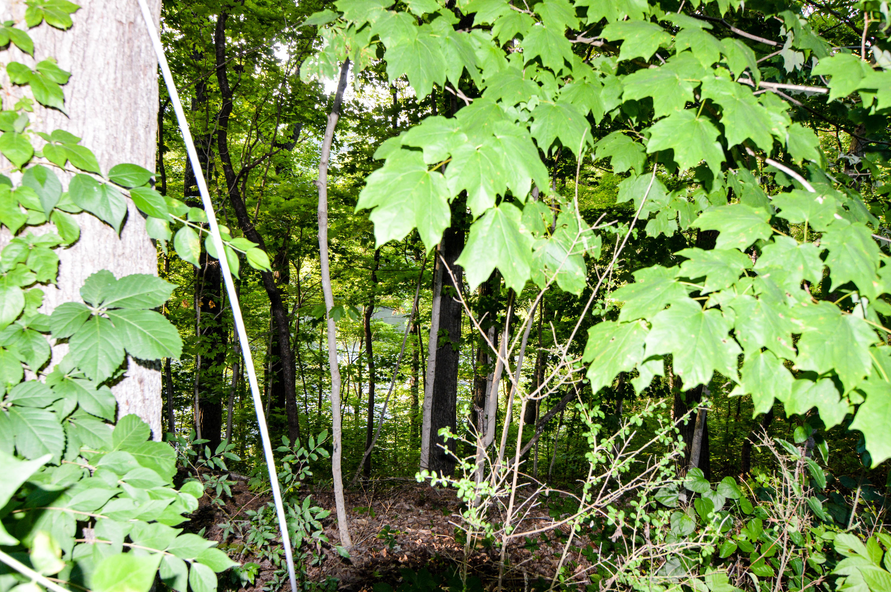 105 Lakeview Church Road Harriman, TN 37748 - Photo 17 of 30 DSC_0618