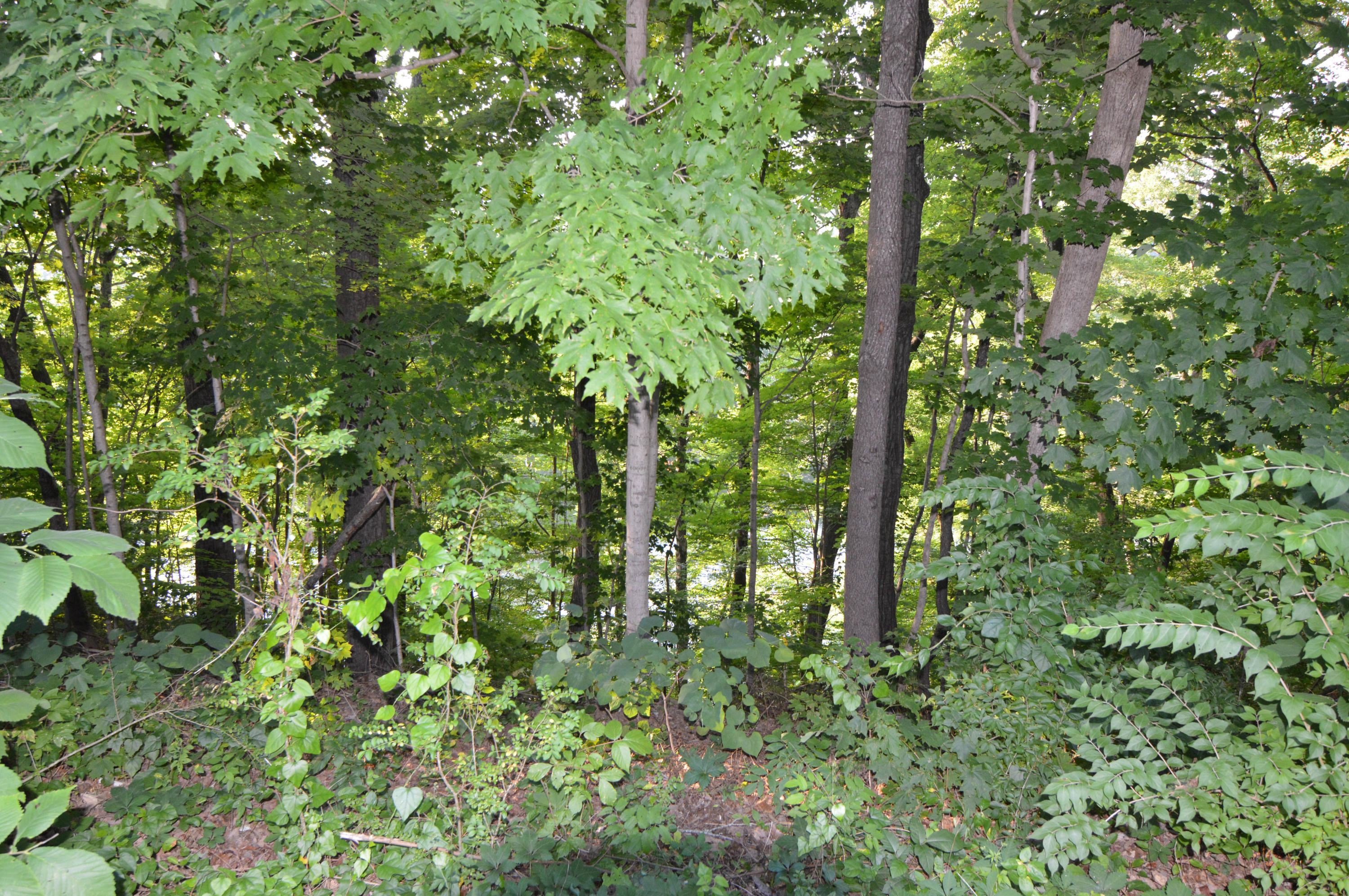 105 Lakeview Church Road Harriman, TN 37748 - Photo 18 of 30 DSC_0619