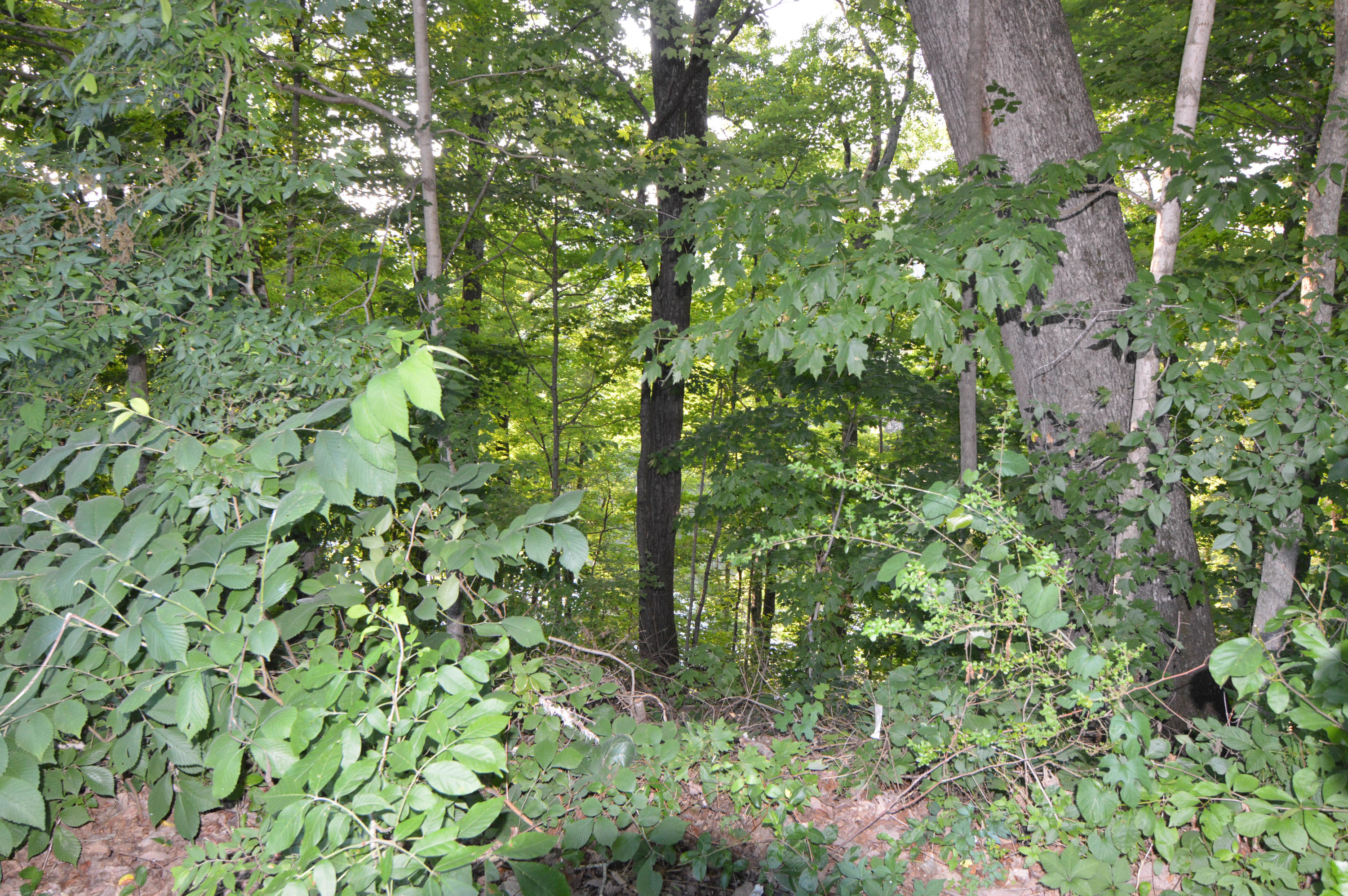 105 Lakeview Church Road Harriman, TN 37748 - Photo 19 of 30 DSC_0620
