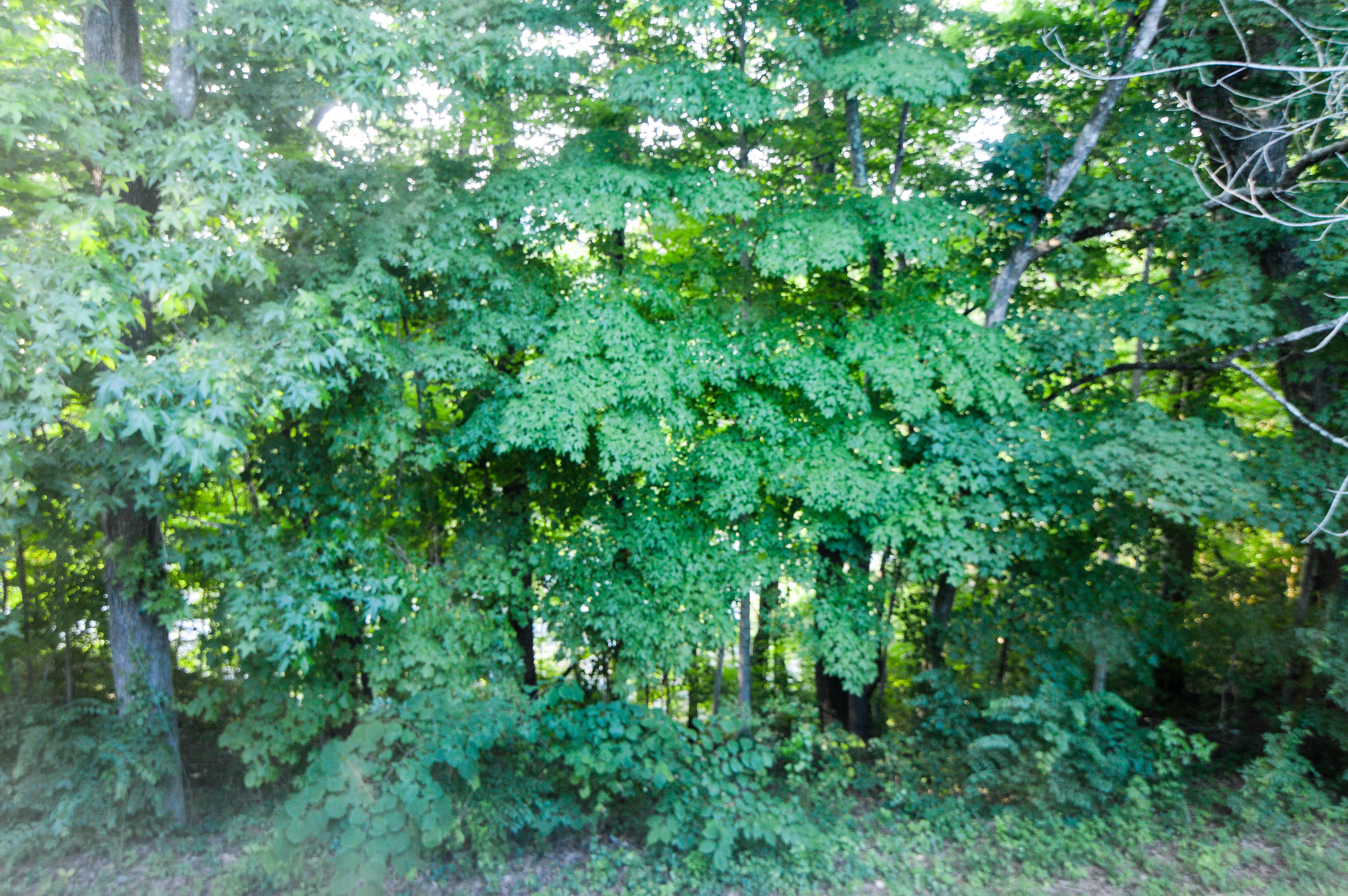 105 Lakeview Church Road Harriman, TN 37748 - Photo 30 of 30 DSC_0639