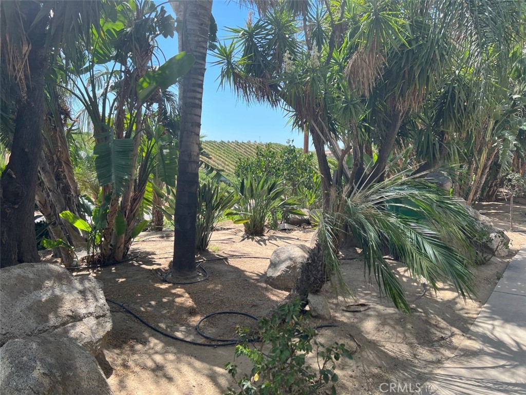 41220 Calle Contento Temecula, CA 92592 - Photo 23 of 30 a view of a yard with plants and trees